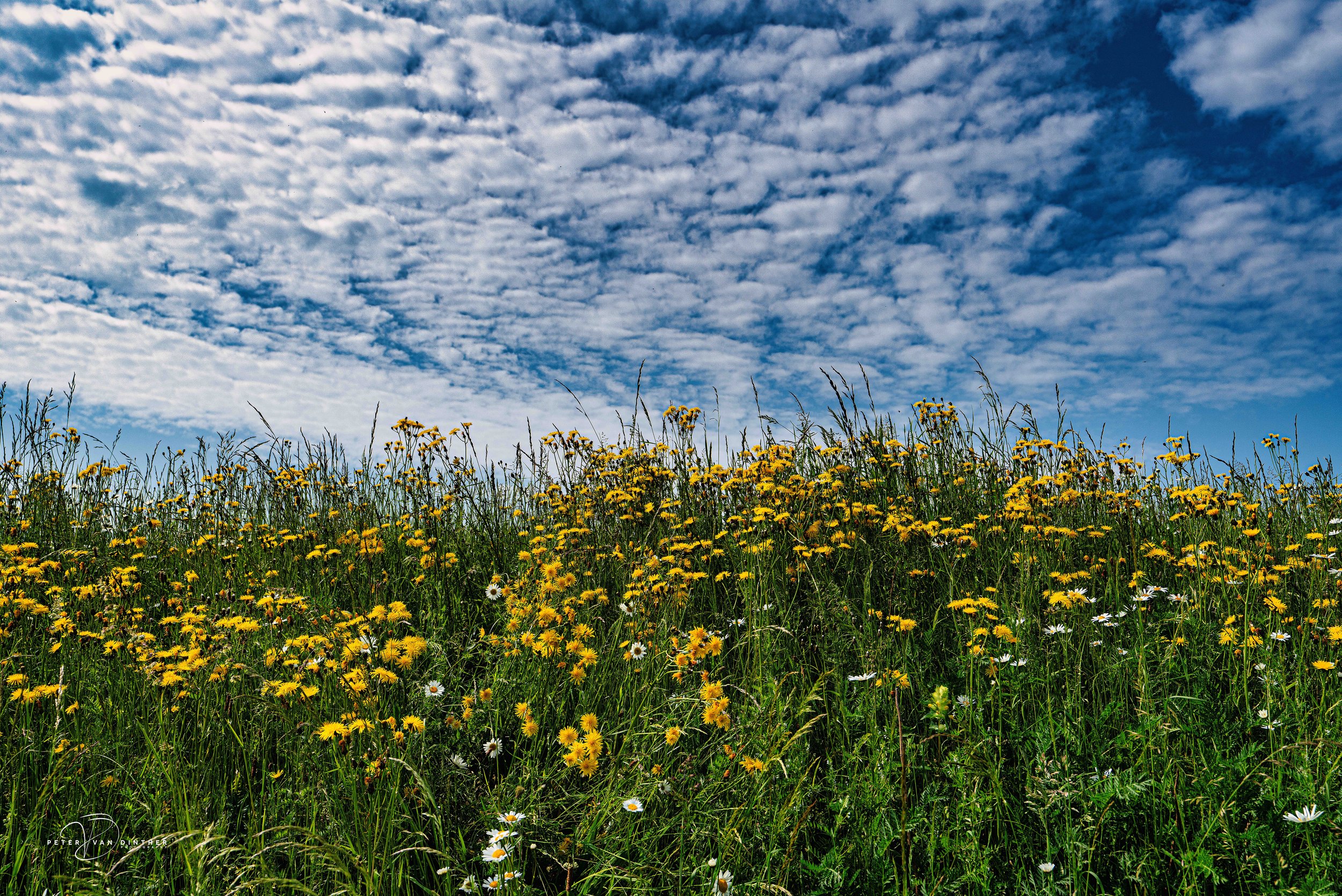 Een uitgestrekt veld met gele en witte bloemen onder een gedeeltelijk bewolkte blauwe lucht.