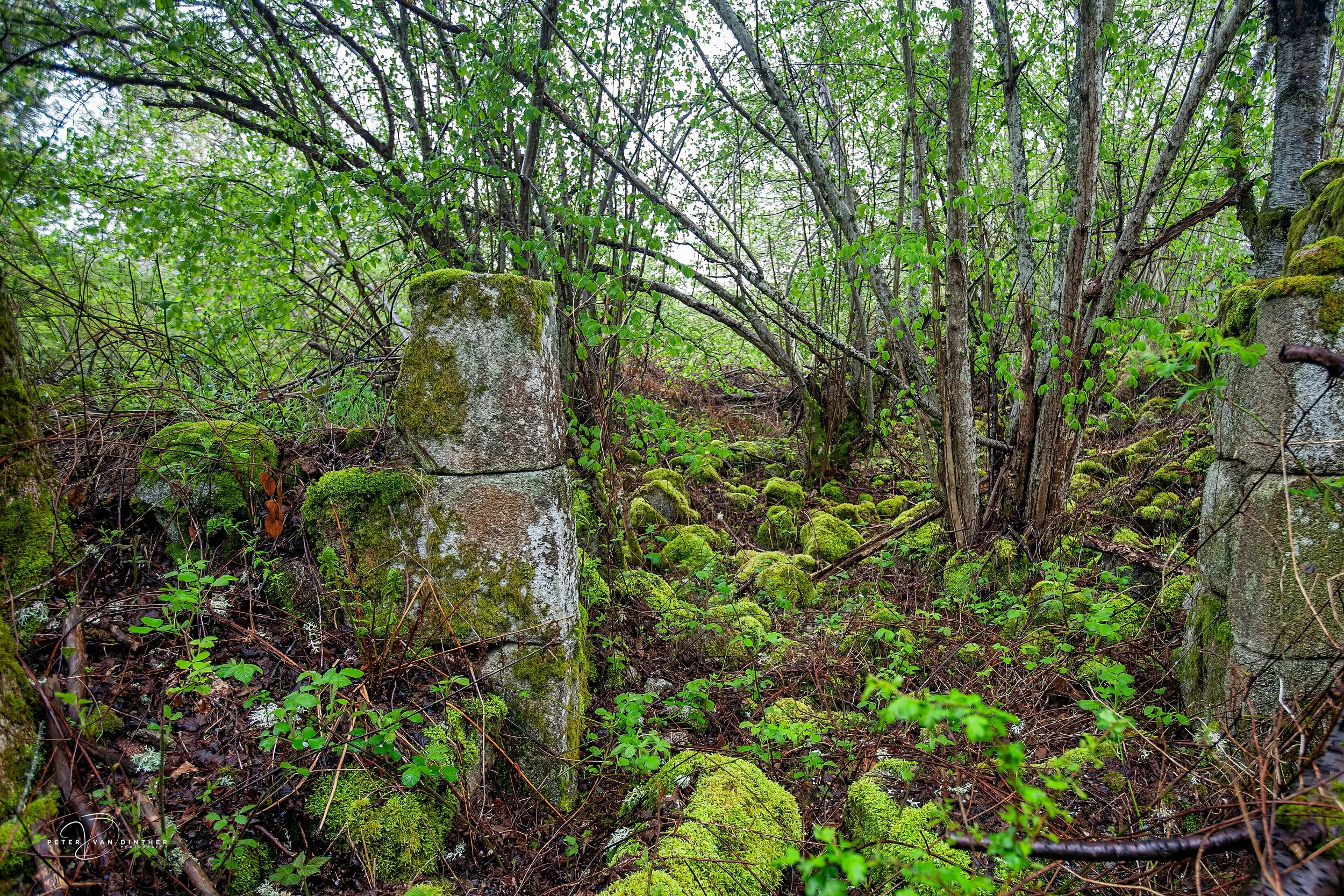 Een bos met veel groen, bomen, en mos bedekte boomstammen op de bosbodem.