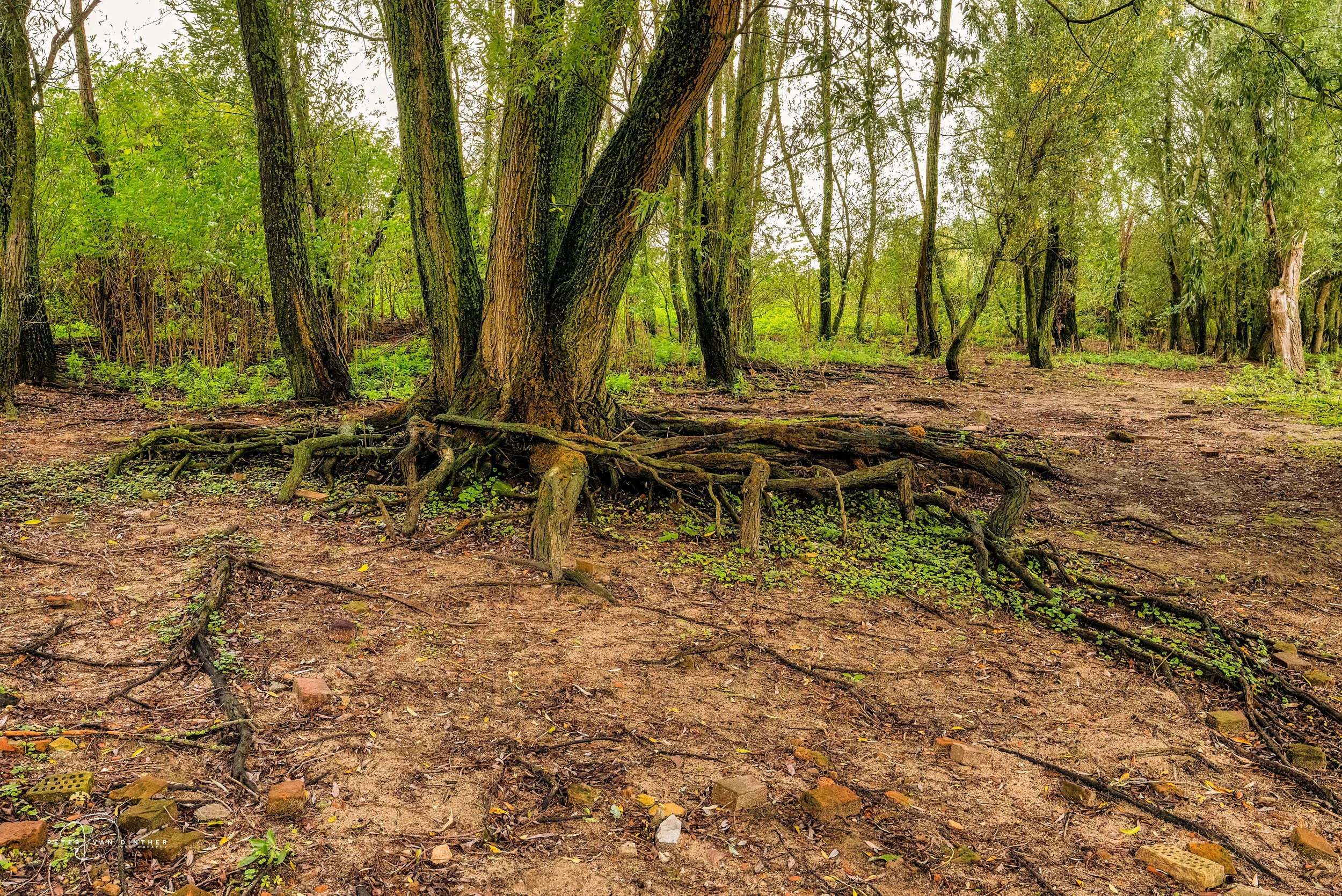 Bos met bomen en een bosbodem met gevallen bladeren en wortels.