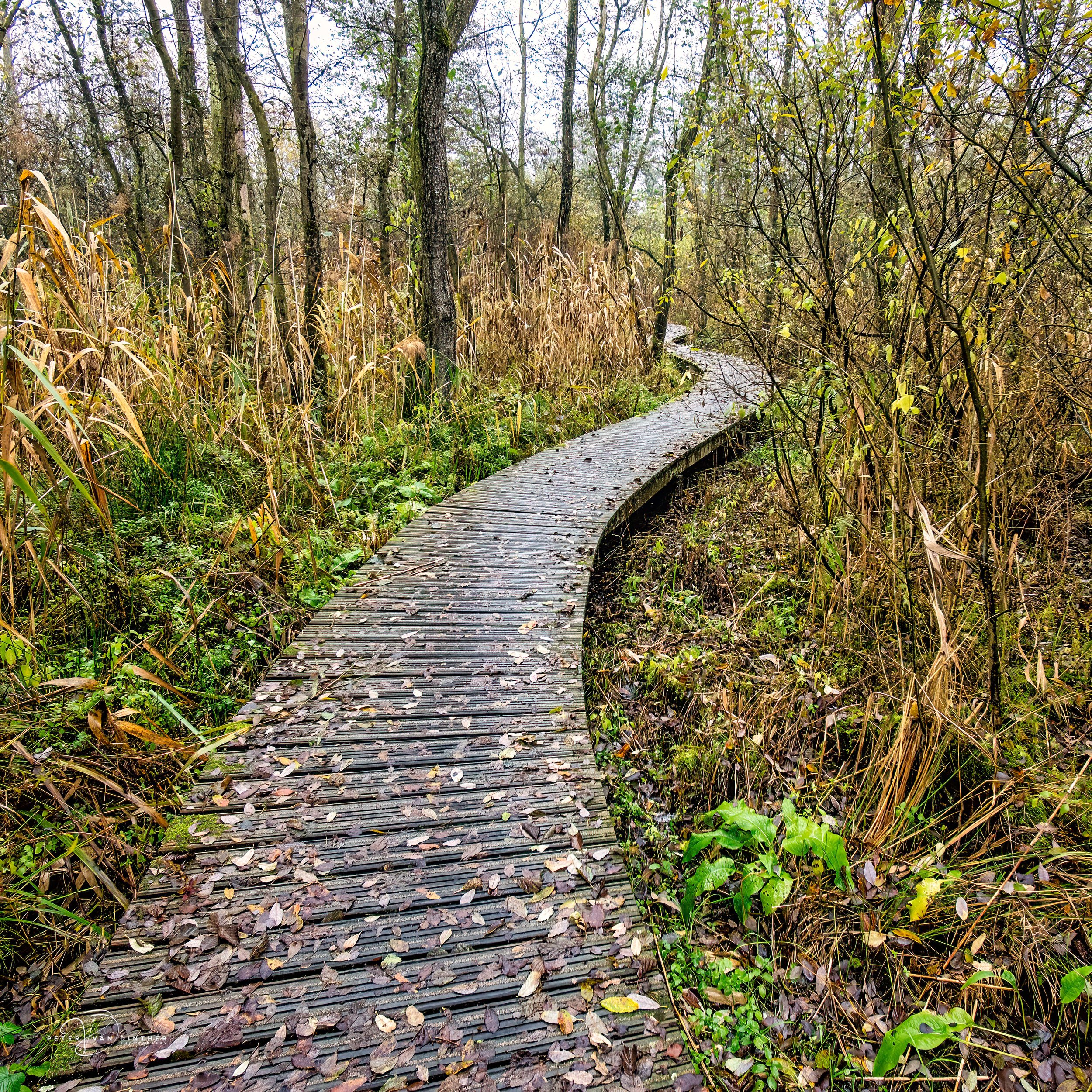 Een houten wandelpad door een bos met bomen en struiken, bedekt met vallende bladeren.