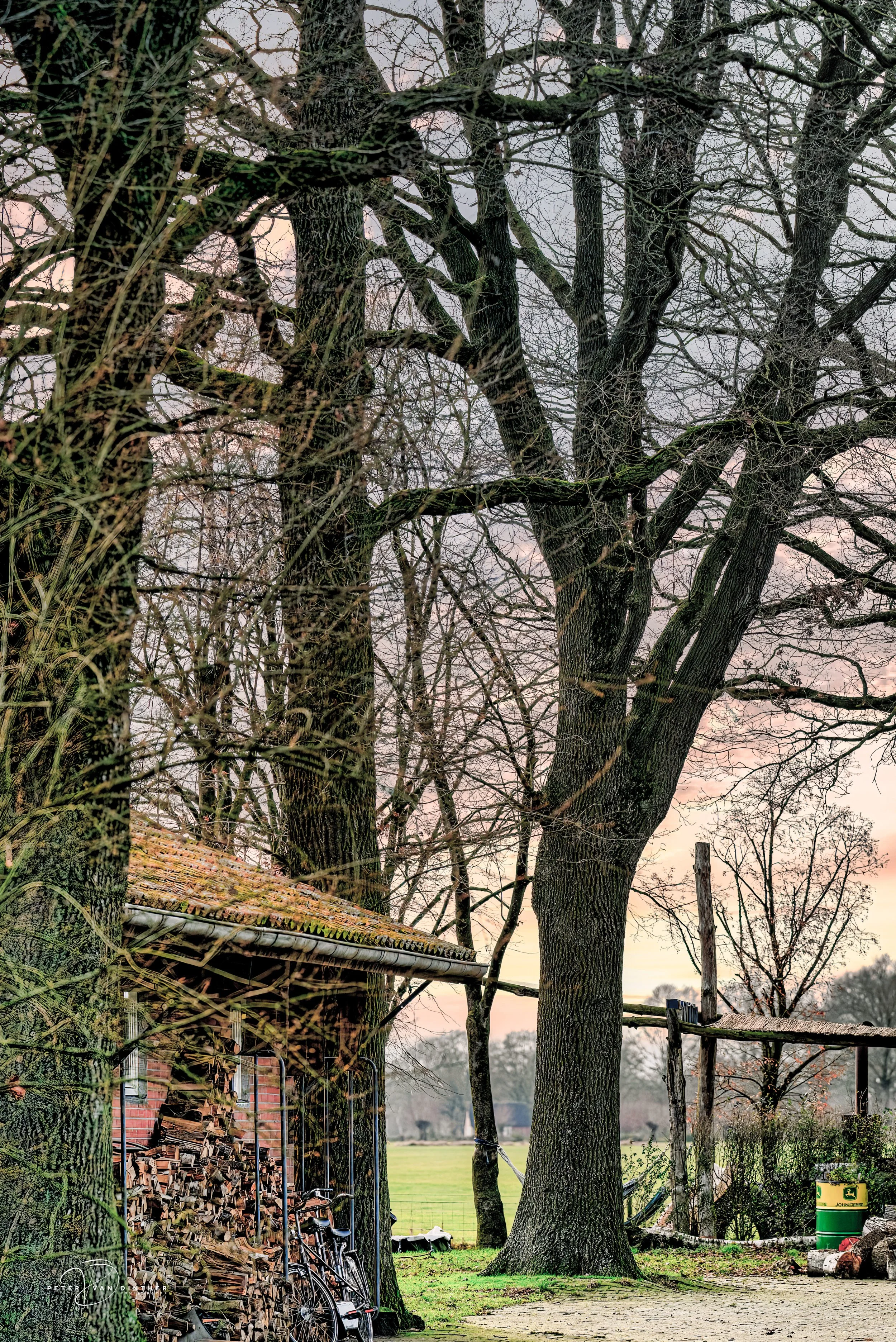 Een landelijke tuin met grote bomen, een stapel hout, fietsen en een oude schuur onder een kleurrijke hemel tijdens zonsondergang.