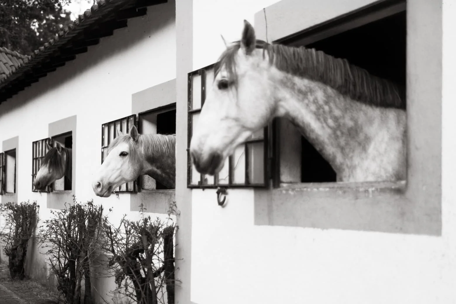 Three horses with their heads out of windows of a white building with small gardens in front.