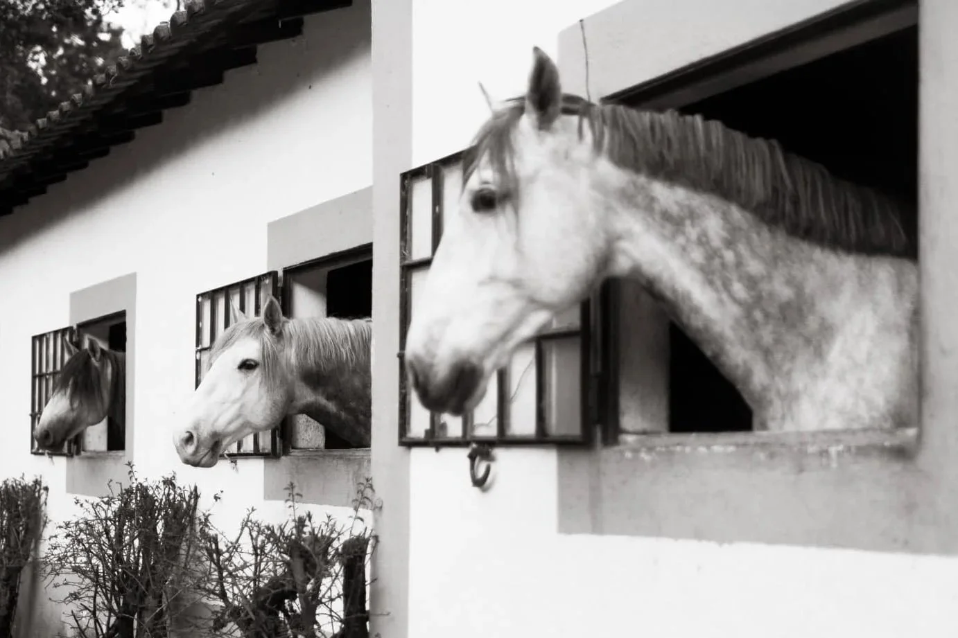 Three horses looking out from windows of a white building, black and white photo.