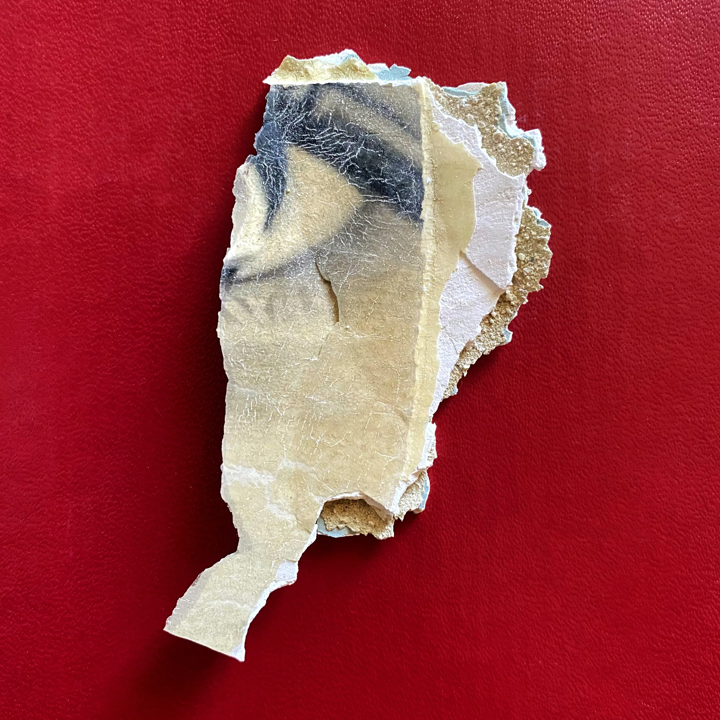 A close-up of a piece of petrified wood on a red background.