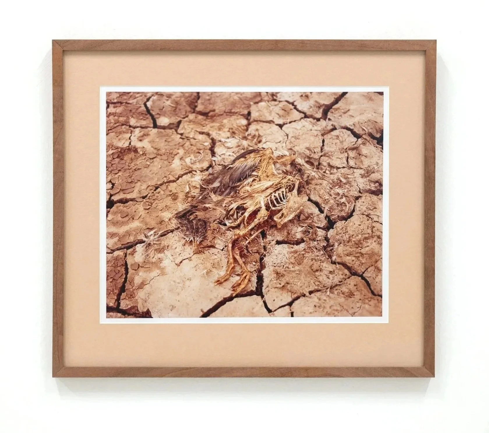 A framed photograph of cracked dry earth with a dried, withered bird skeleton on the ground.
