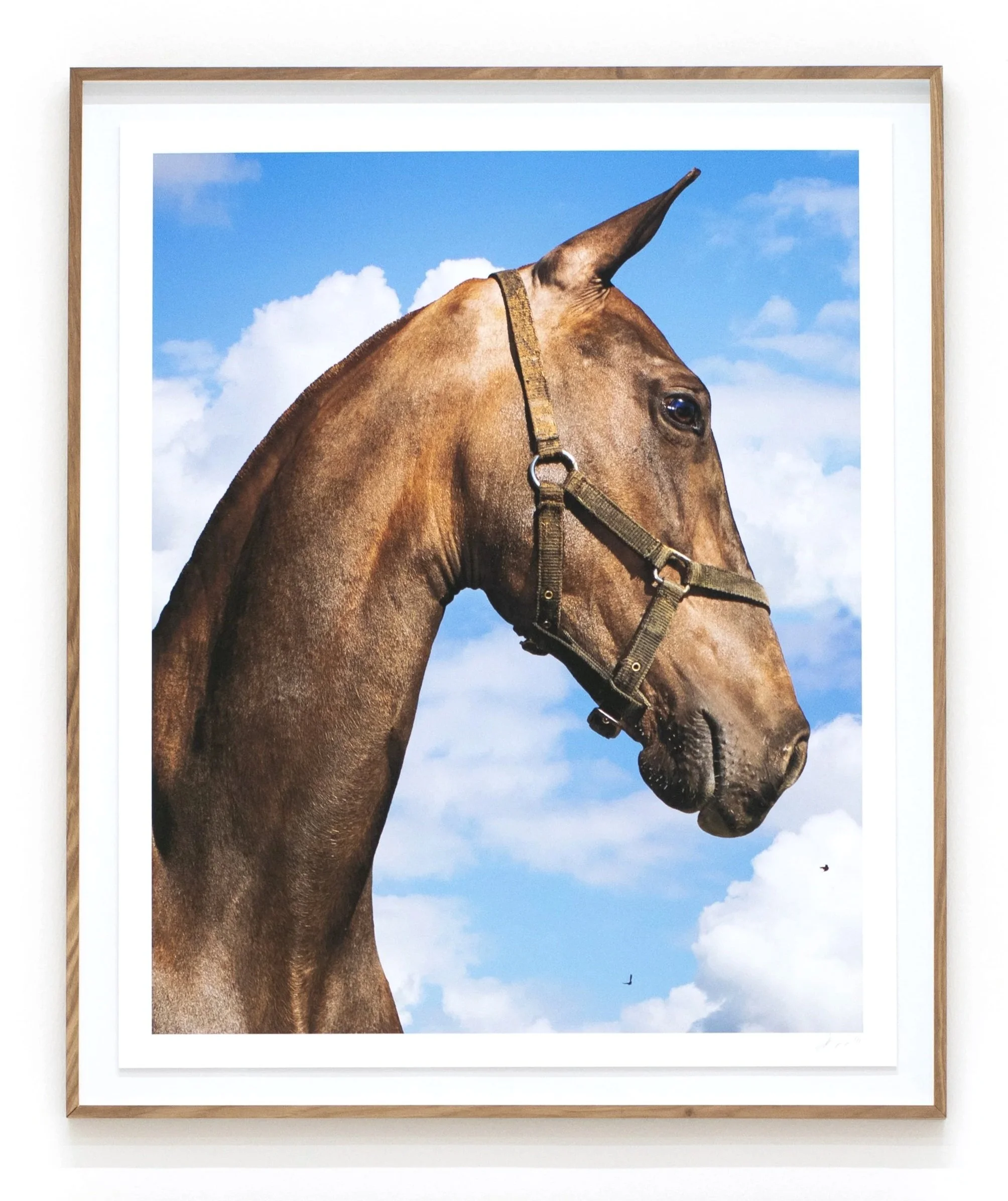 Photograph of a brown horse with a halter, set against a cloudy blue sky, framed and displayed on a wall.