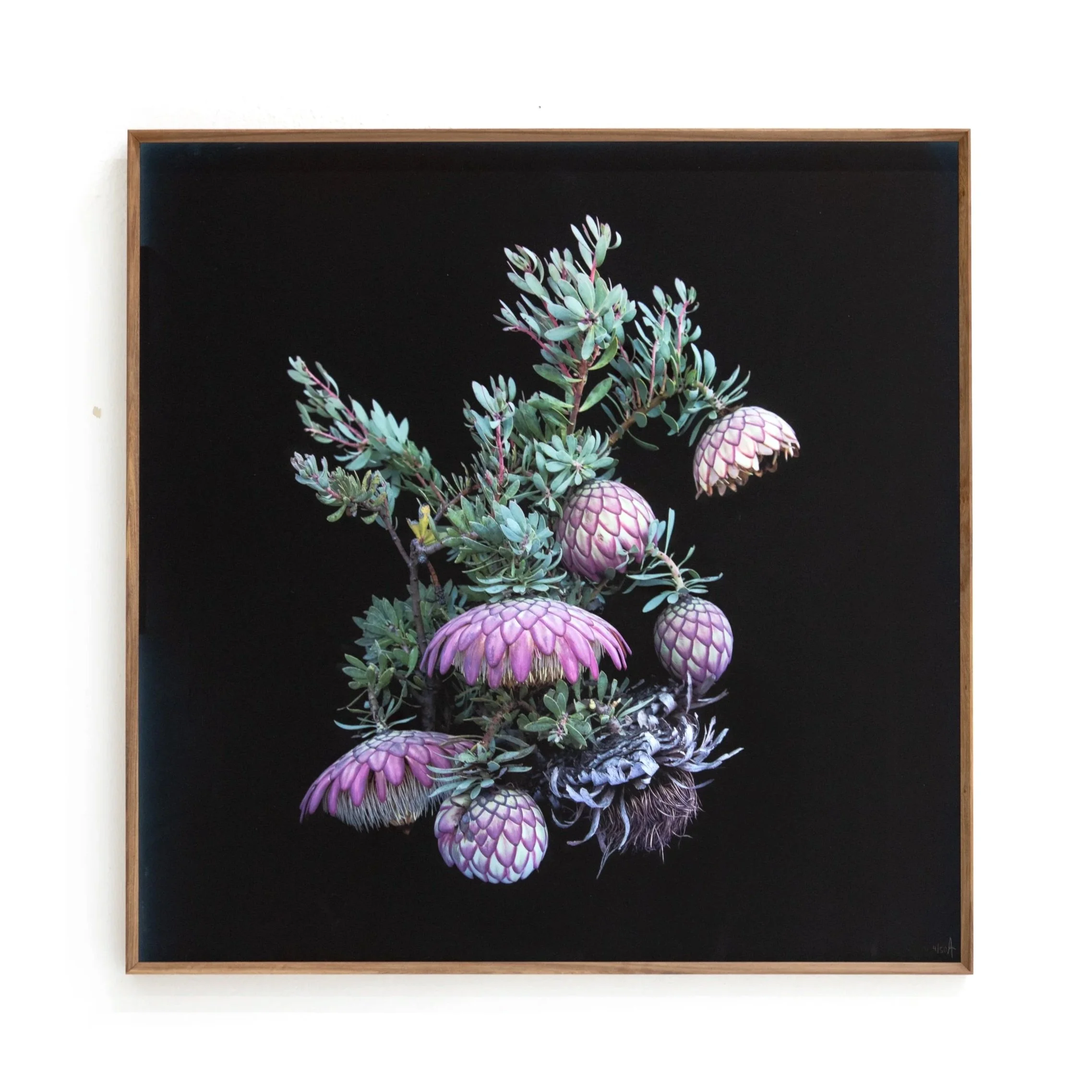 Framed artwork of a botanical illustration featuring eucalyptus leaves and pink protea flowers against a black background.