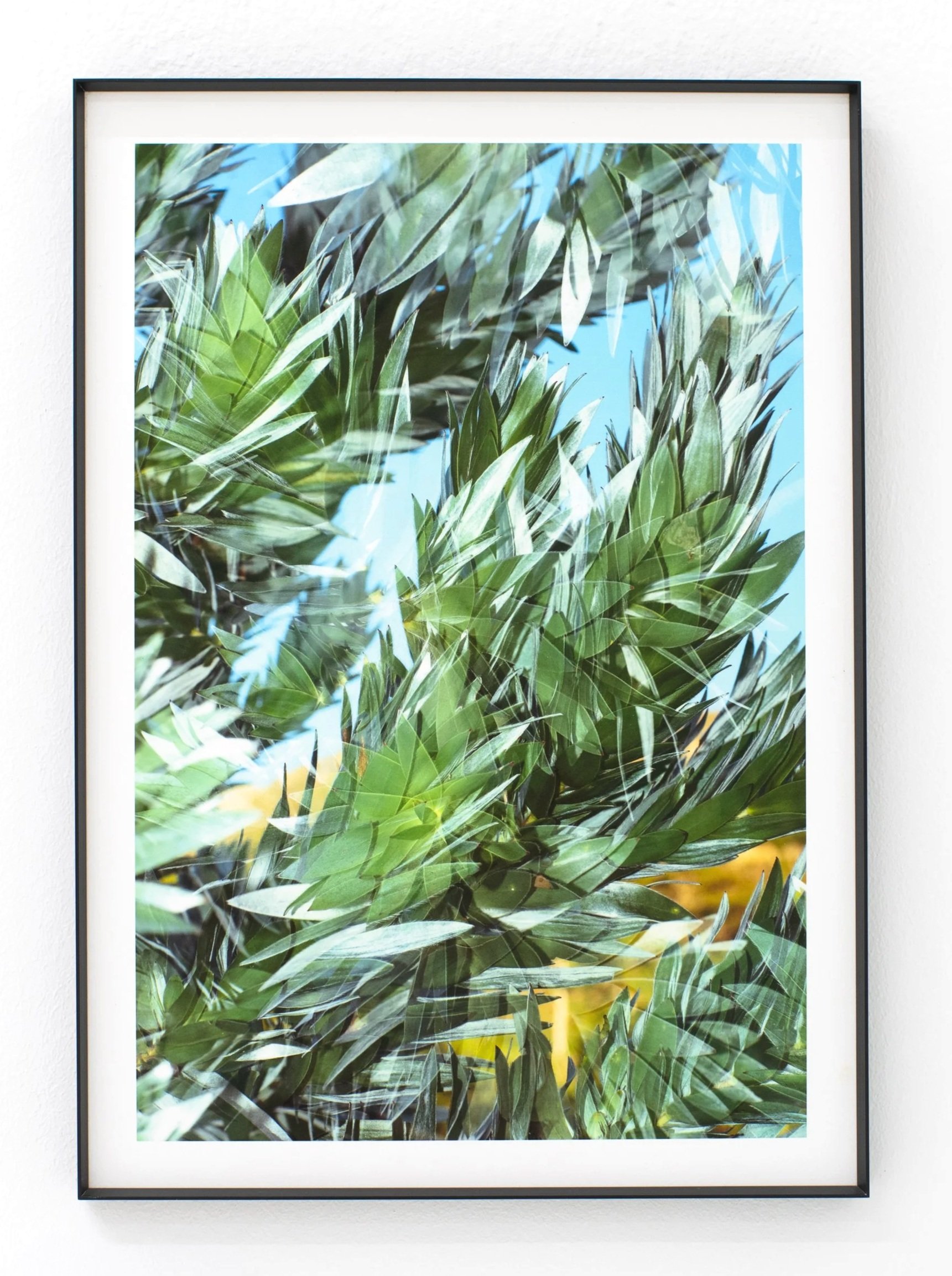 Framed photograph of green leaves and blue sky