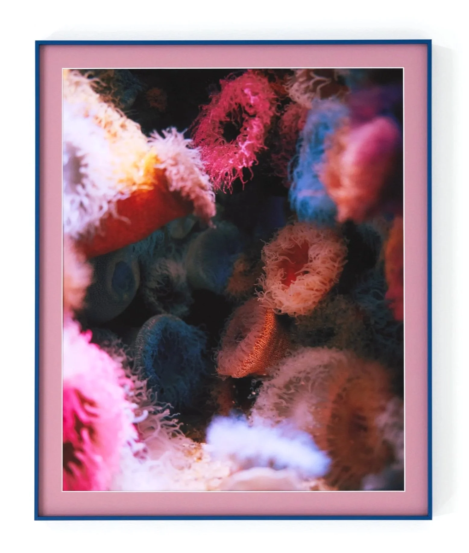 Close-up of a vibrant, colorful coral reef with various pink and blue soft corals.