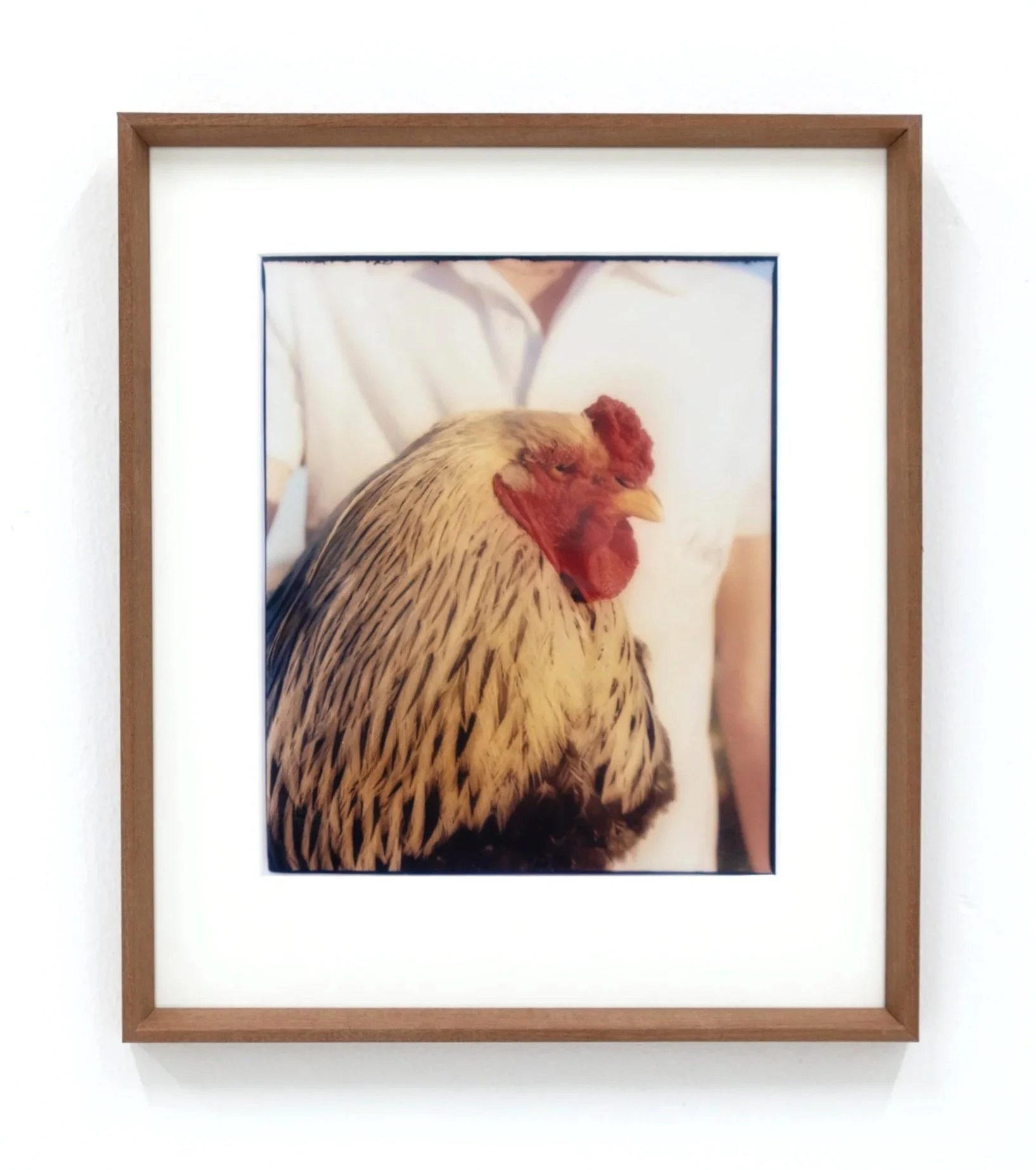 Close-up of a framed photograph of a rooster with a wooden frame, hung on a white wall.