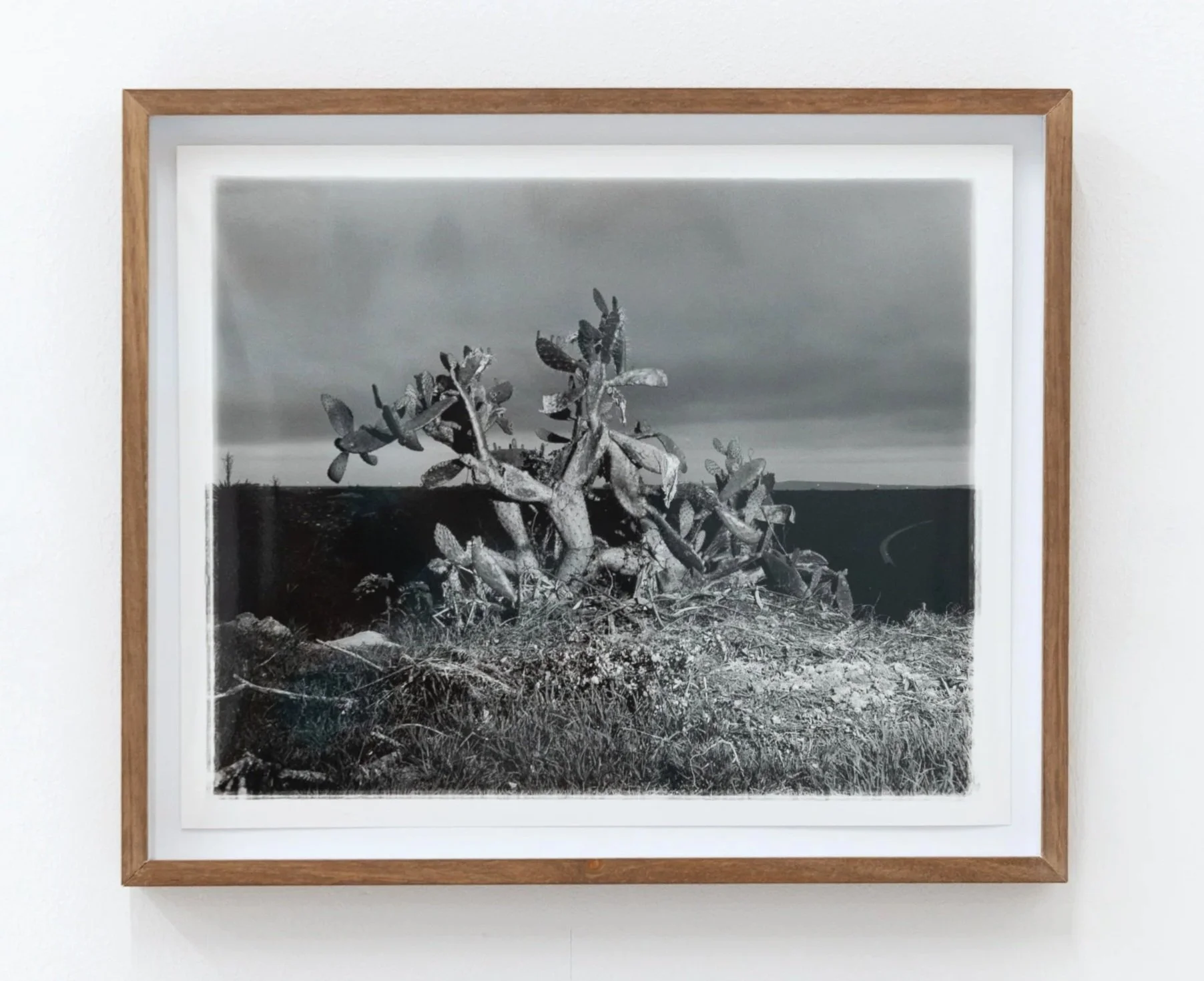 Black and white photograph of a cactus with a desert landscape in the background, framed in wood and mounted on a white wall.