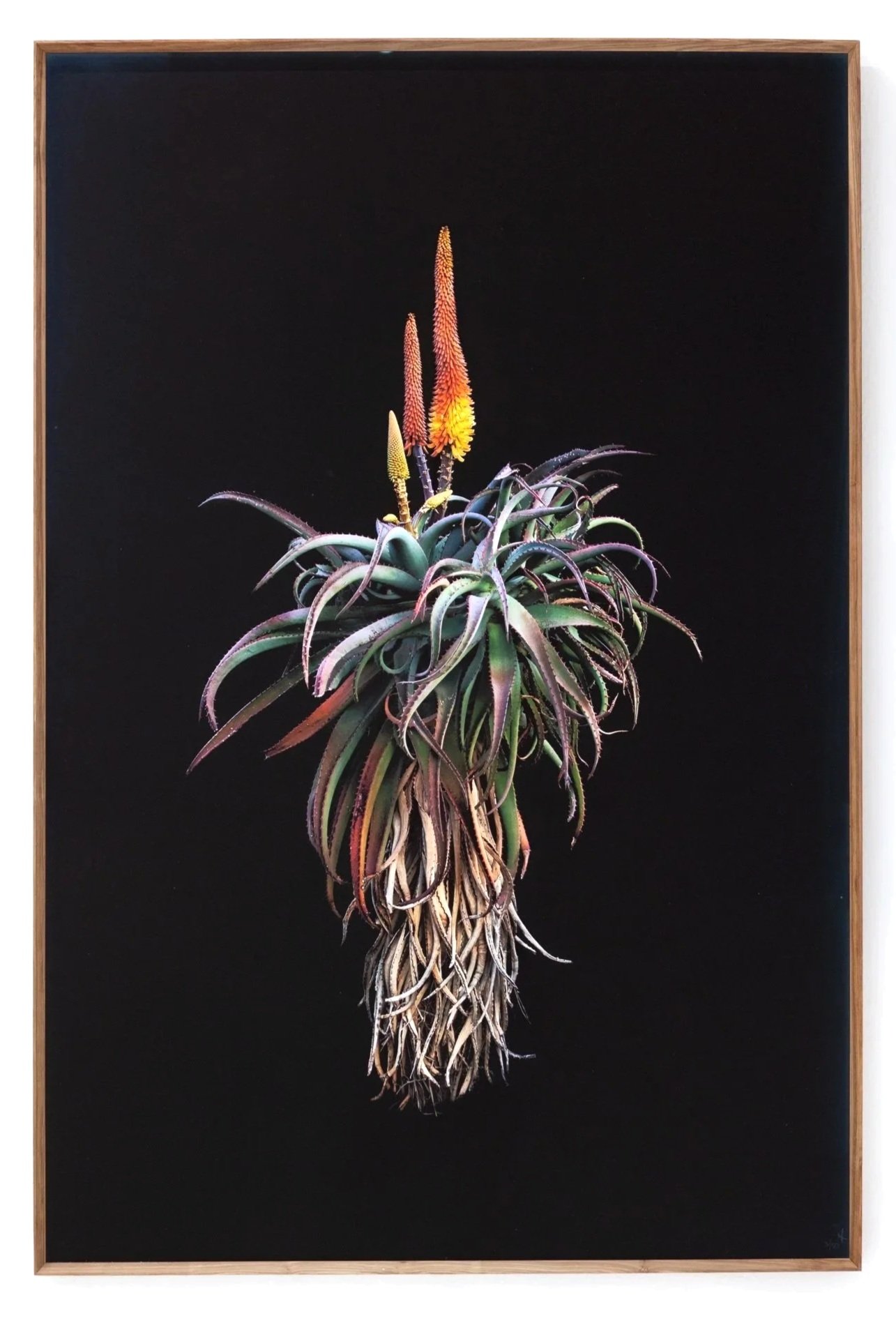 Photograph of a potted aloe vera plant with orange and yellow flowering spikes against a black background, framed with a wooden border.