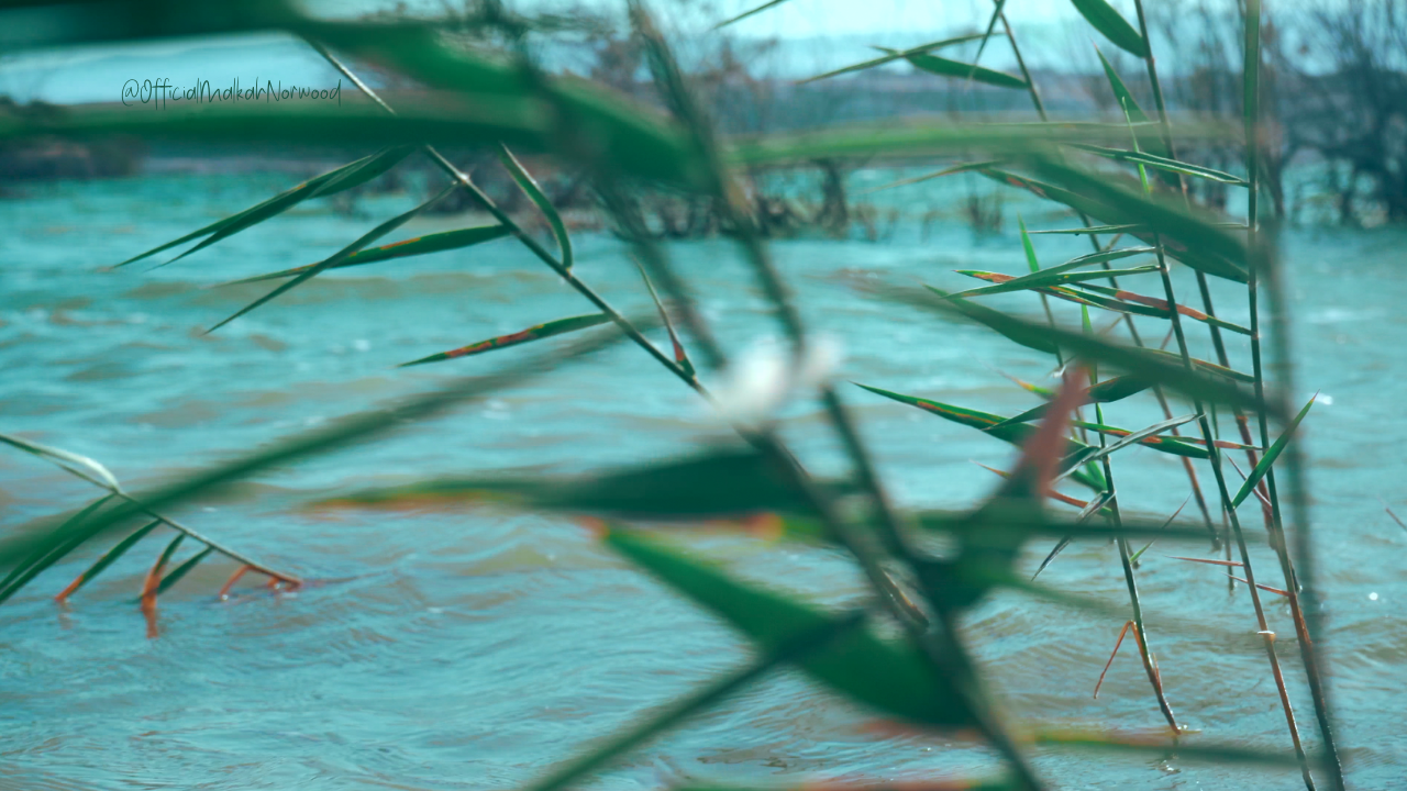 Close-up of tall green reeds growing in a body of water, with water visible in the background.
