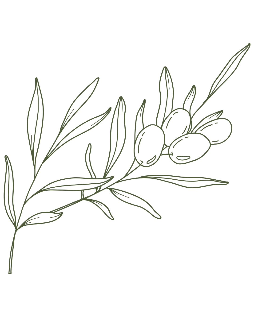 Line drawing of an olive branch with leaves and olives.