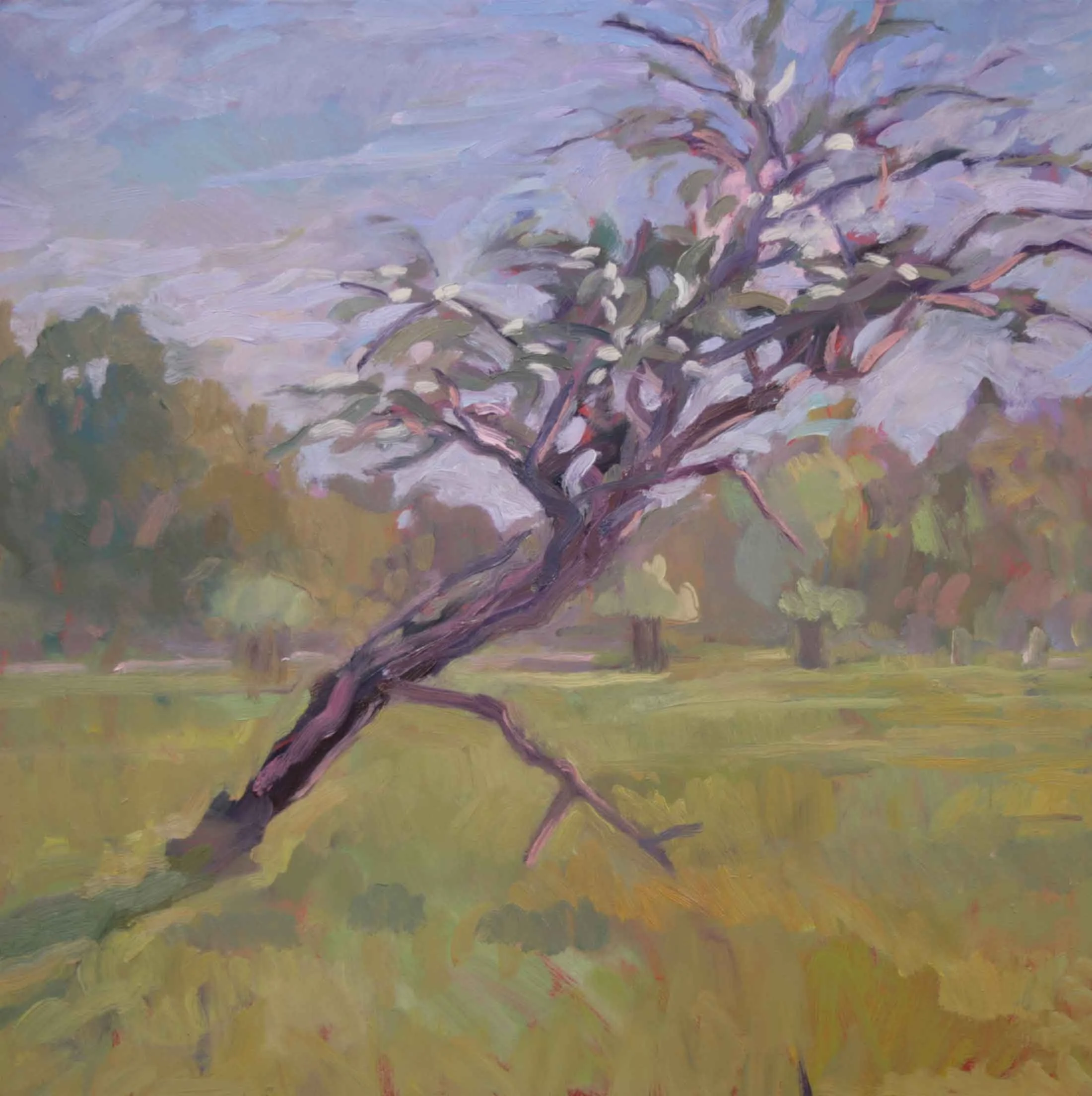 Blossom 300 x 300
