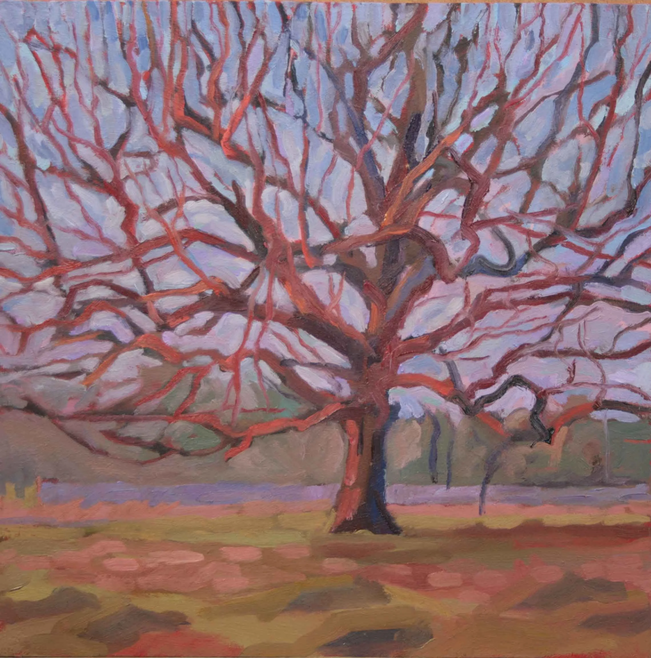 Red Oak 300 x 300