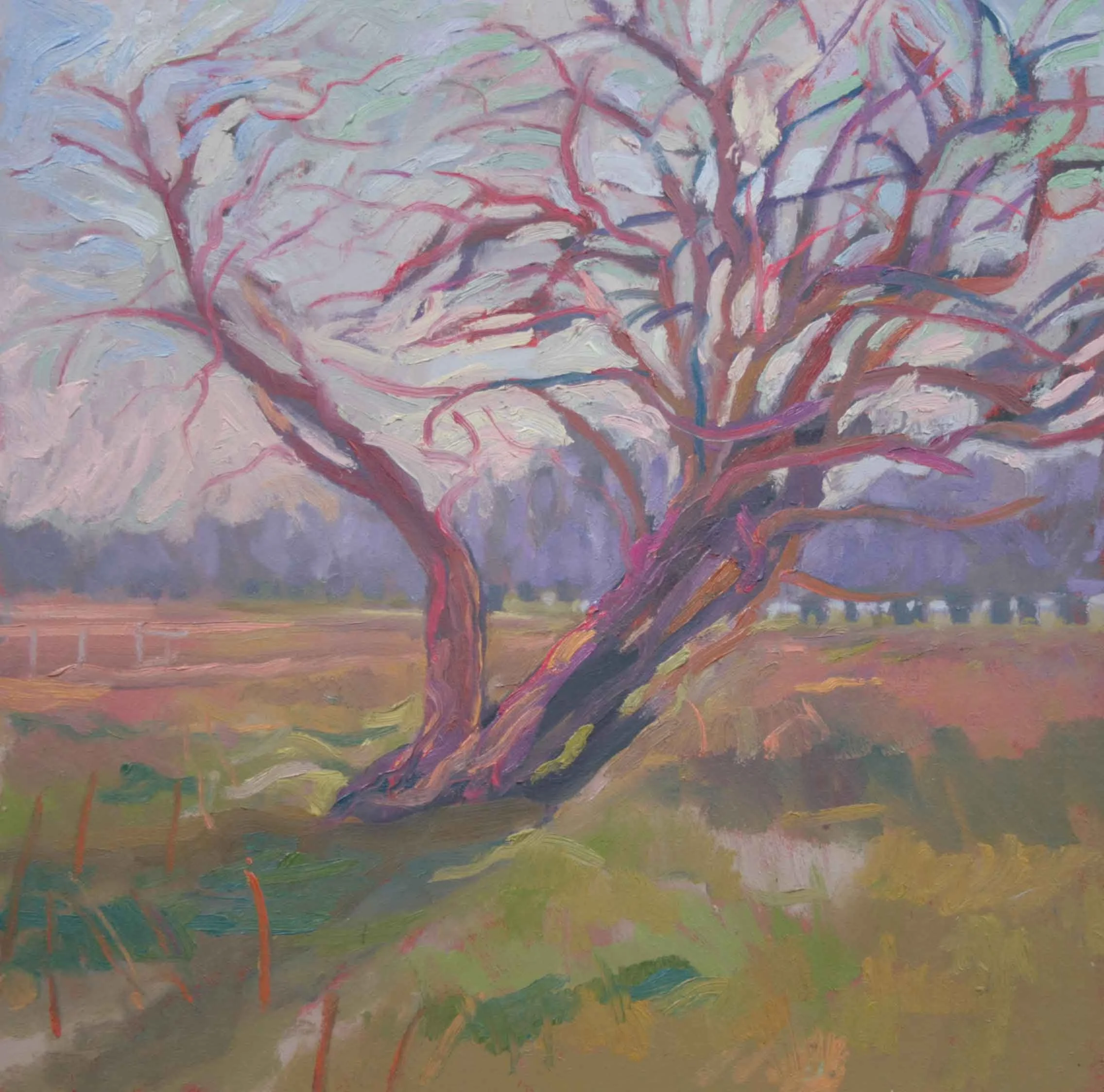 Red Hawthorn 300 x 300