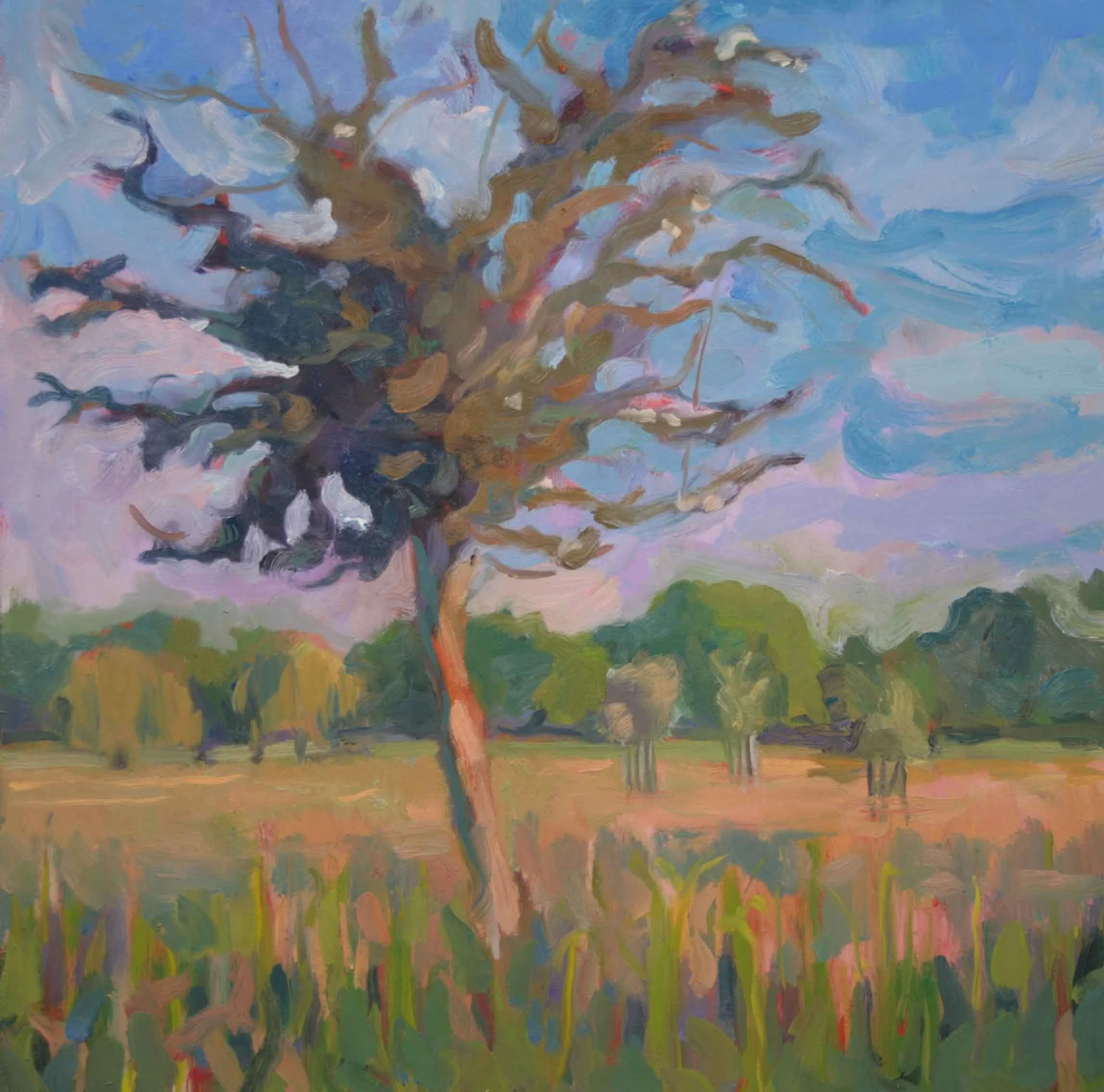 Summer Hawthorn 300 x 300