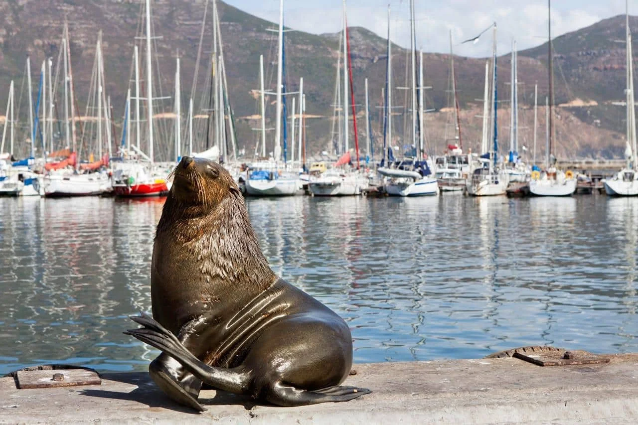 Hout Bay