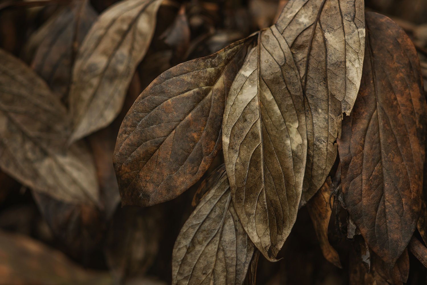 Close-up of dried brown and beige leaves with visible veins.
