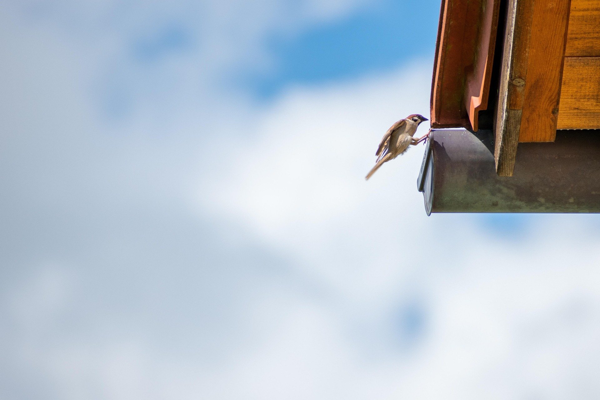 Small bird perched on the edge of a gutter.