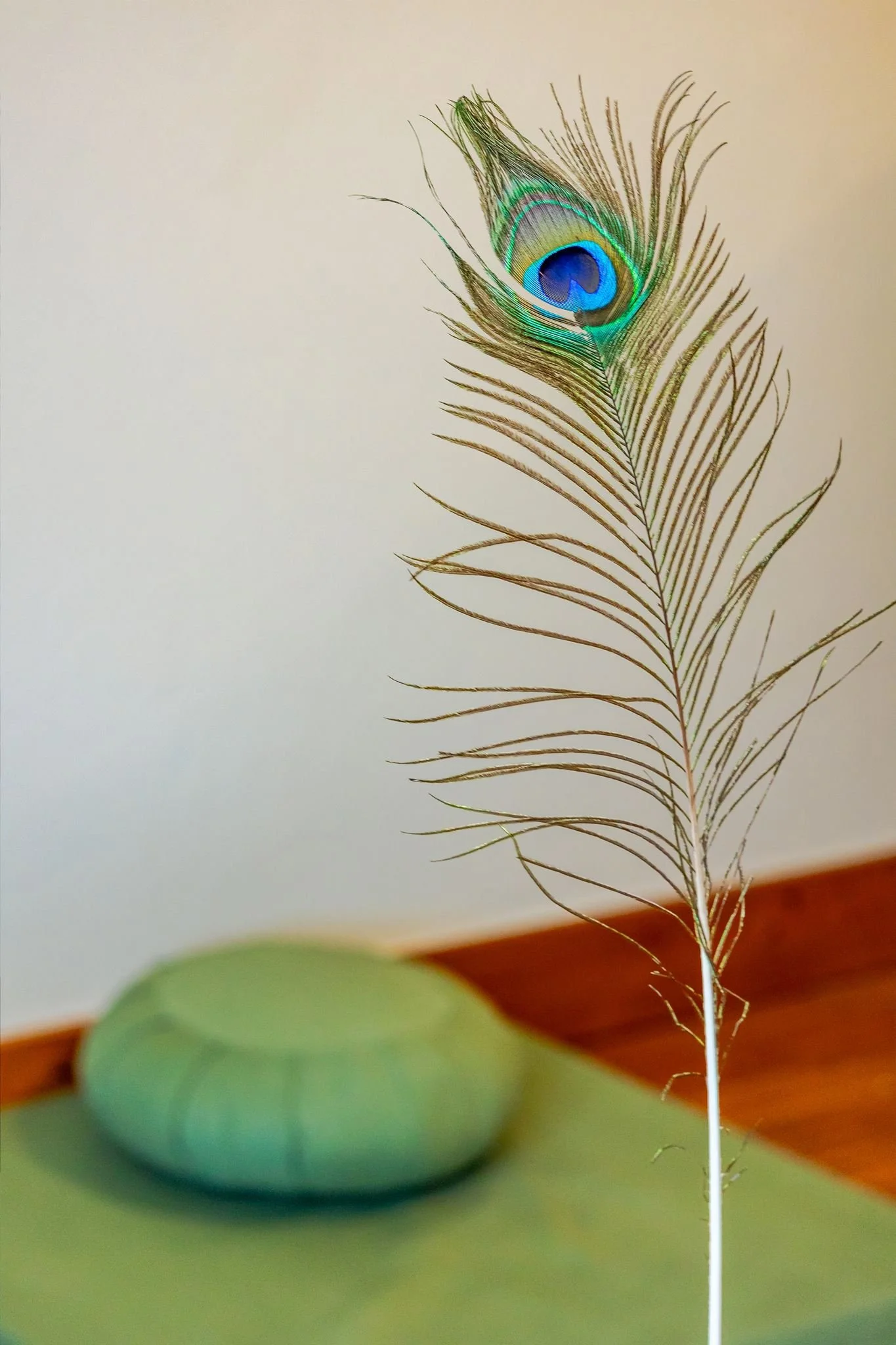 Close-up of a peacock feather displaying vibrant blue and green eye pattern, with a blurred green container and wooden surface in the background.