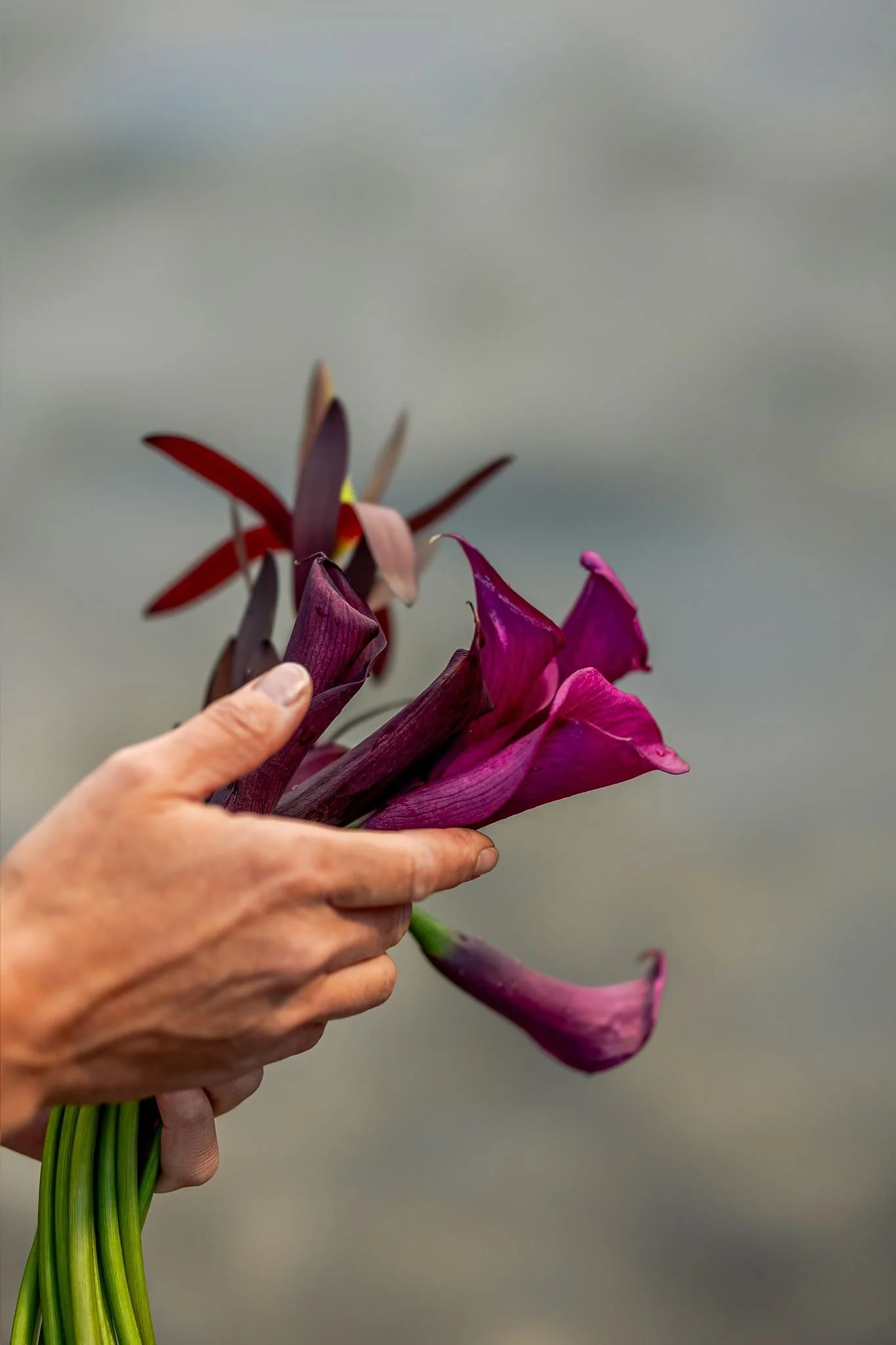 Person holding a bunch of colorful flowers with purple, red, and pink petals against a neutral background.