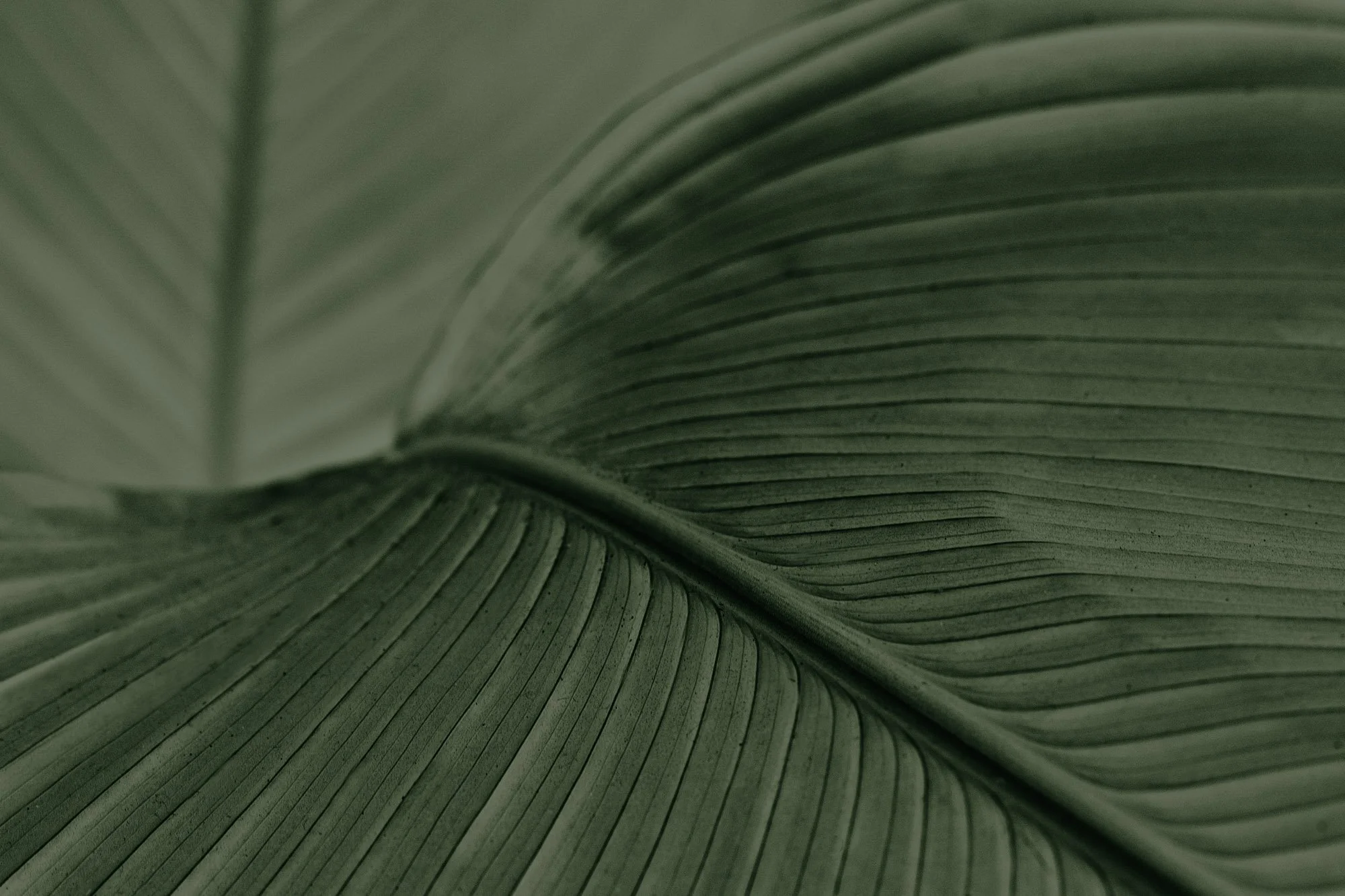 Close-up of green tropical leaf with visible veins and texture.