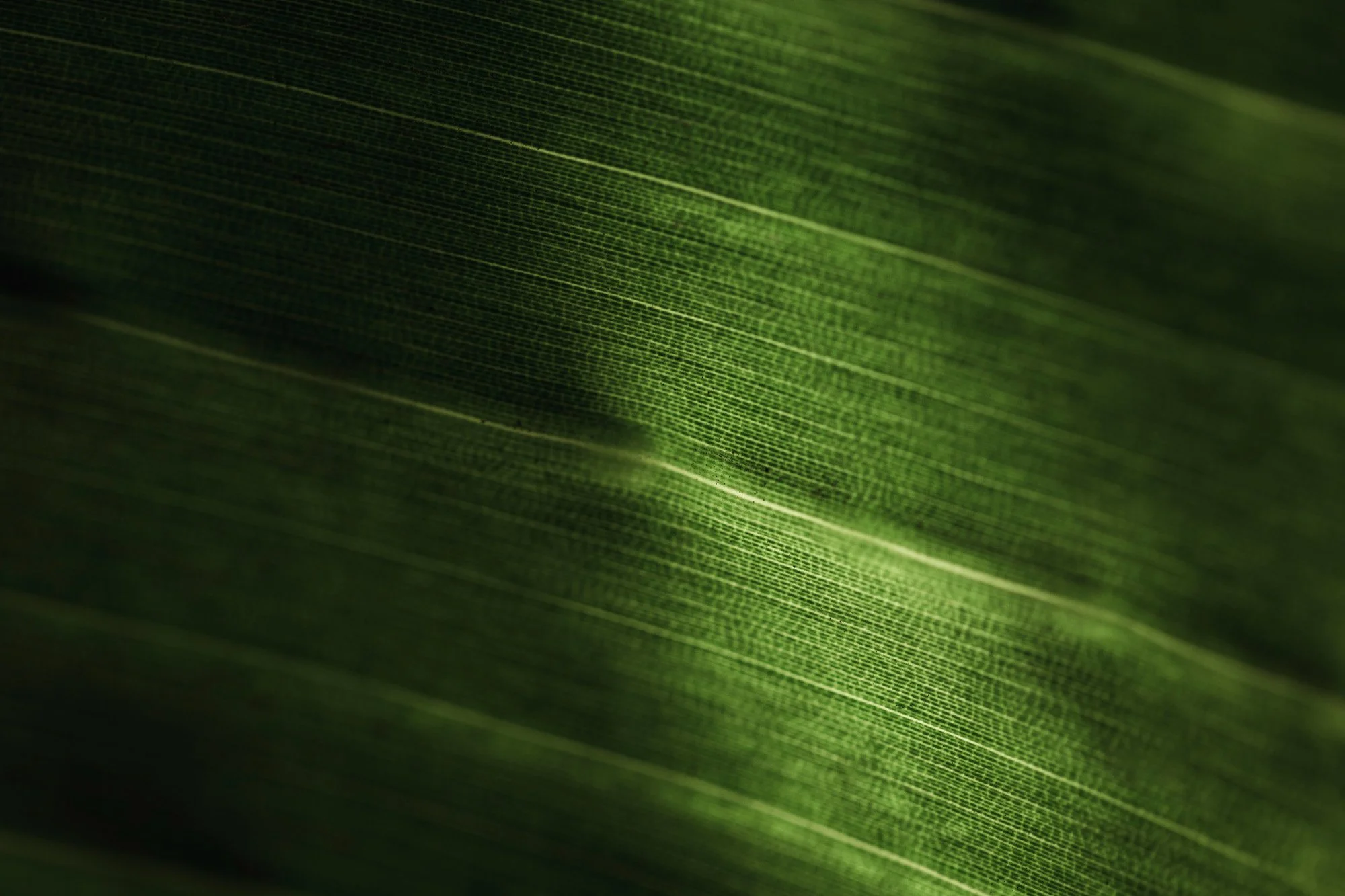 Close-up of a green leaf showing detailed veins and texture.
