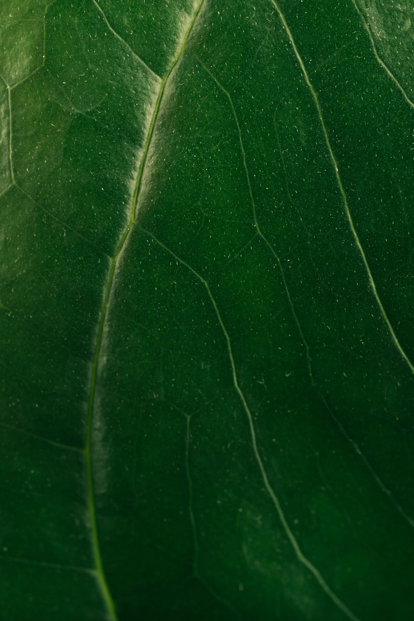 Close-up of a green leaf showing detailed texture and veins.