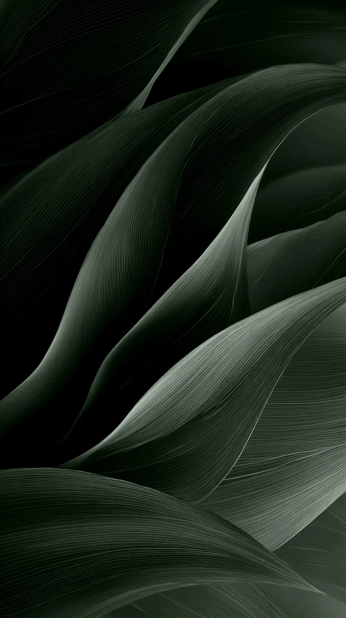 Close-up of dark green leaves with prominent vein patterns and smooth, flowing curves.
