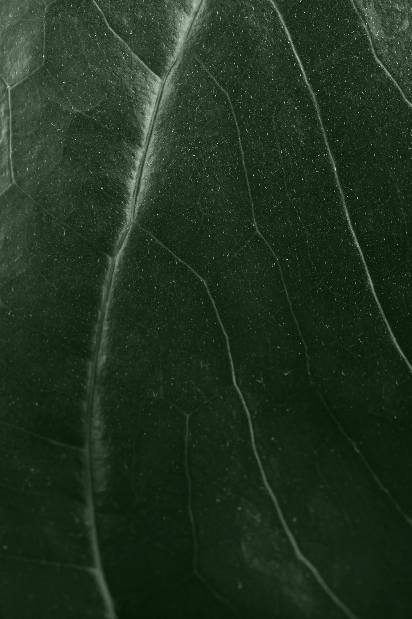 Close-up of a dark green leaf showing detailed veins and surface texture.