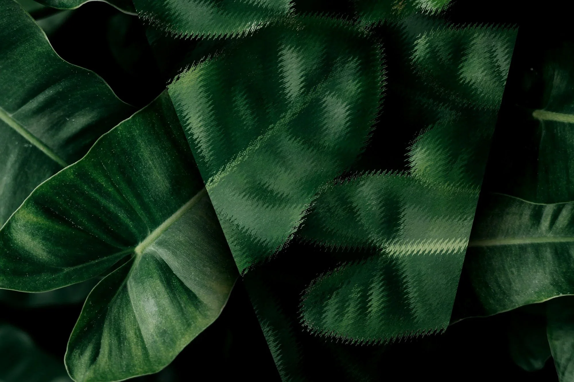 Close-up view of large green tropical leaves, some with a glossy texture and visible veins, overlapping each other.