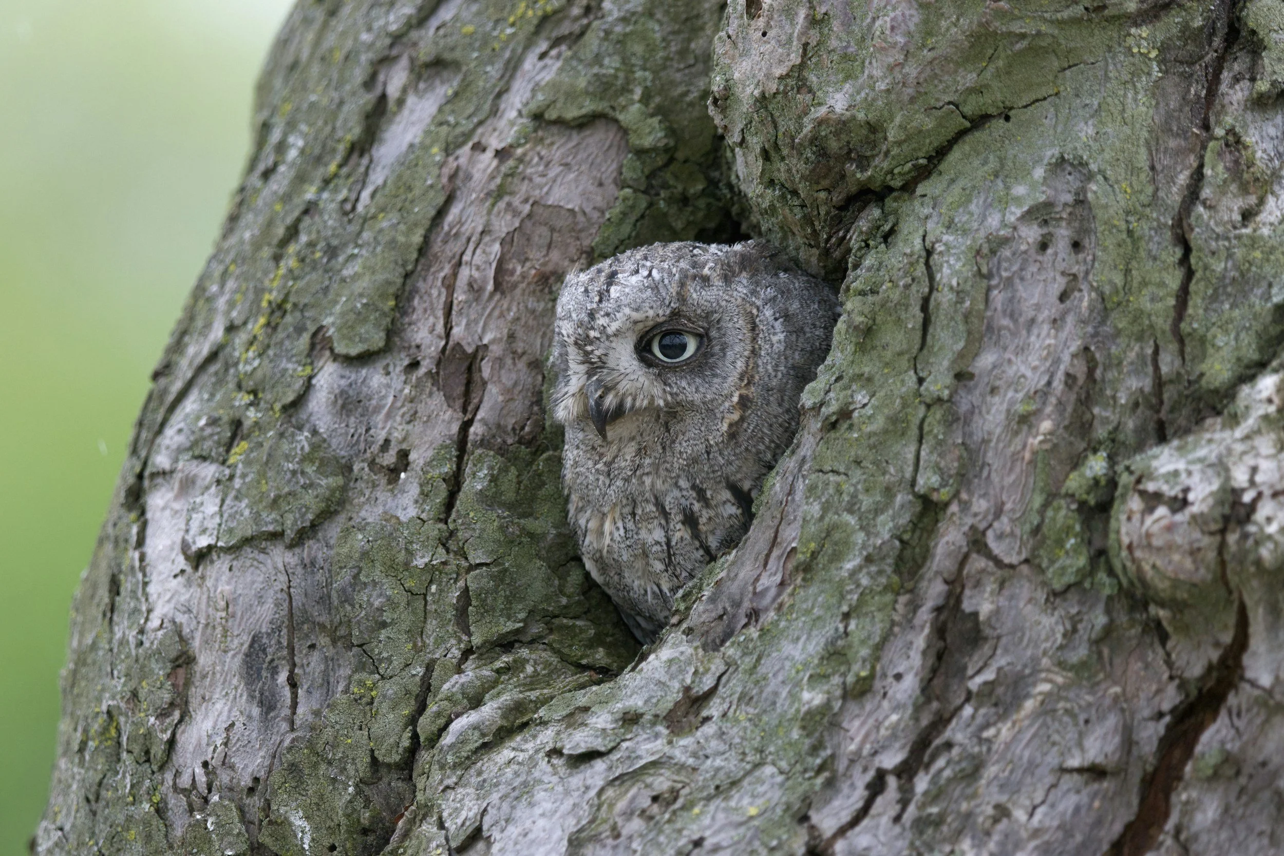 A close-up of a tree trunk with an owl partially hidden in a hollow.