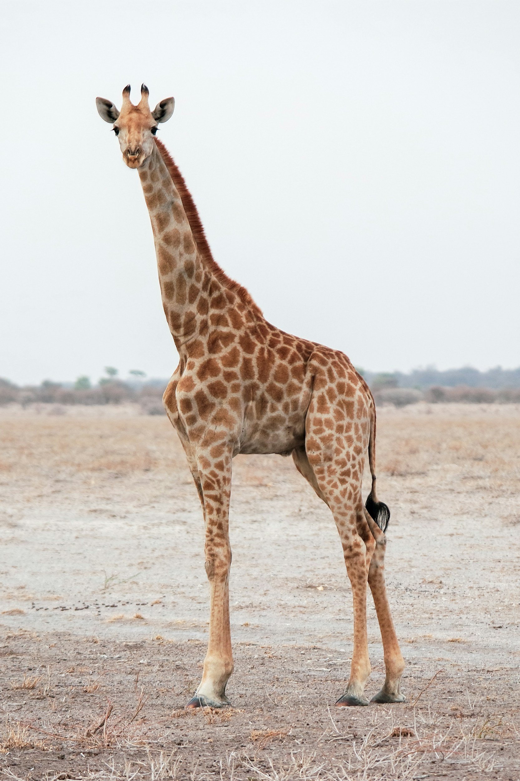 A giraffe standing in a dry, flat landscape with a clear, pale sky in the background.