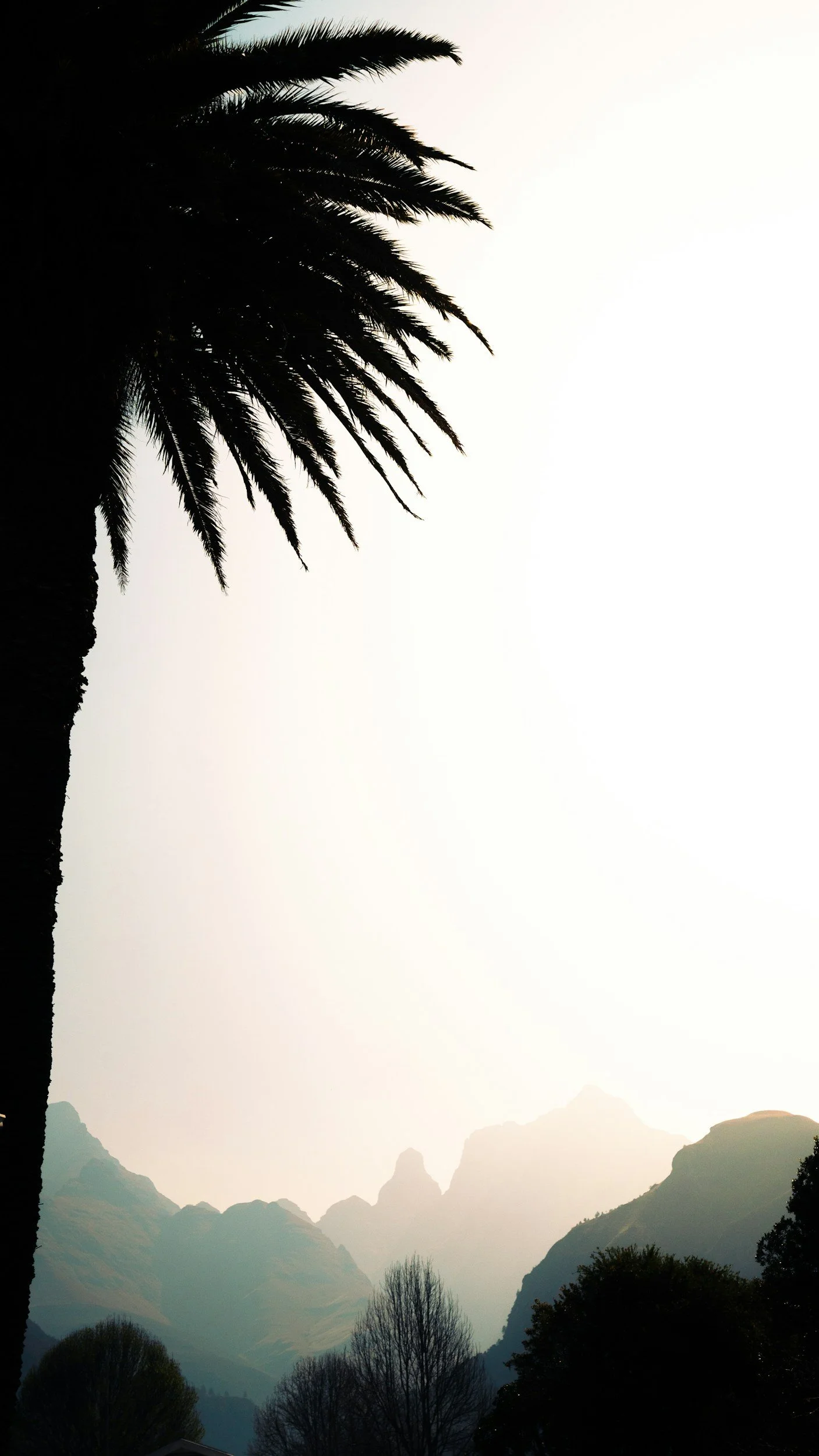 Silhouette of palm tree against foggy mountain landscape in the distance.