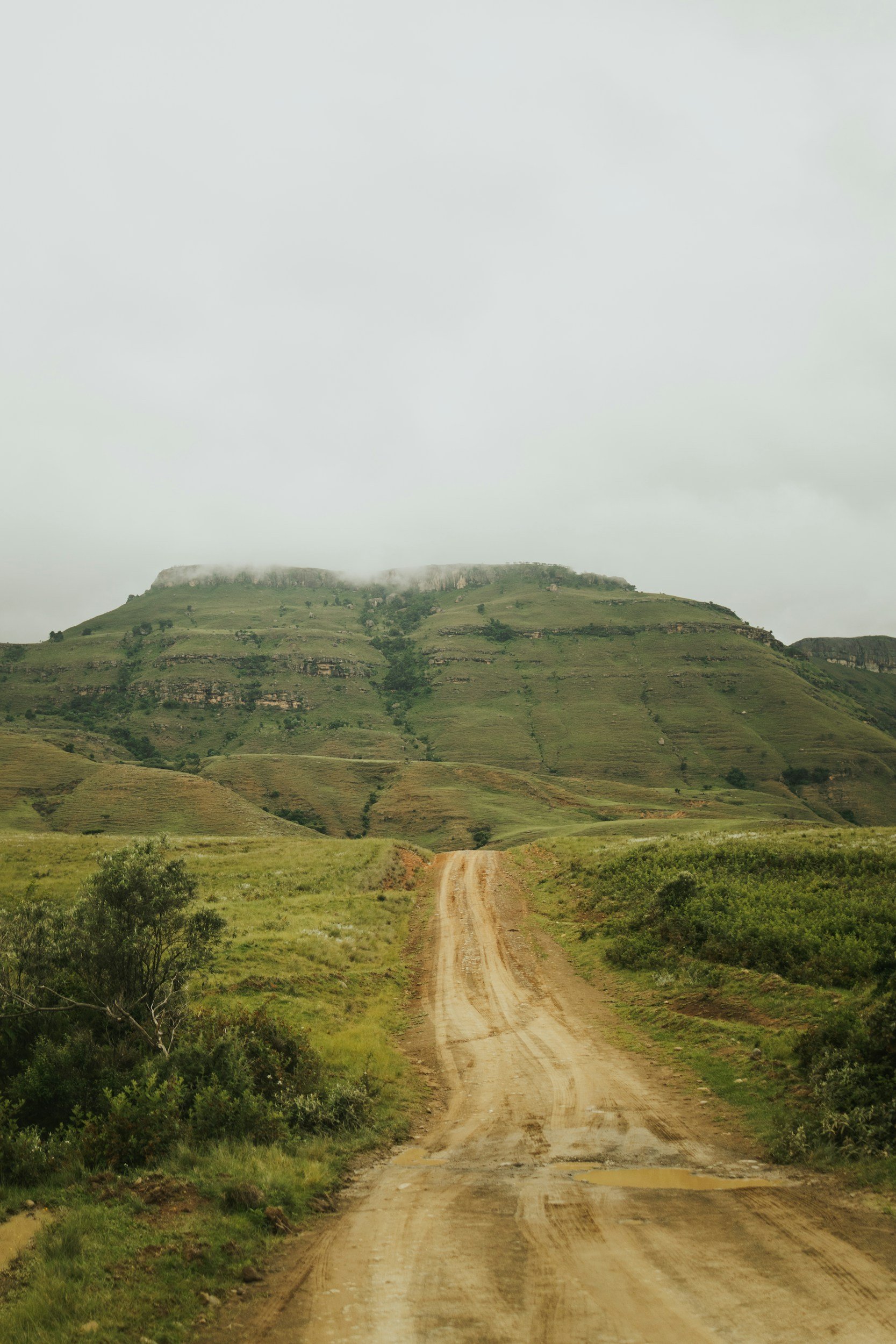 Dirt road leading through green grass and shrubs towards a hill with patches of trees and low clouds or fog hanging over the top.