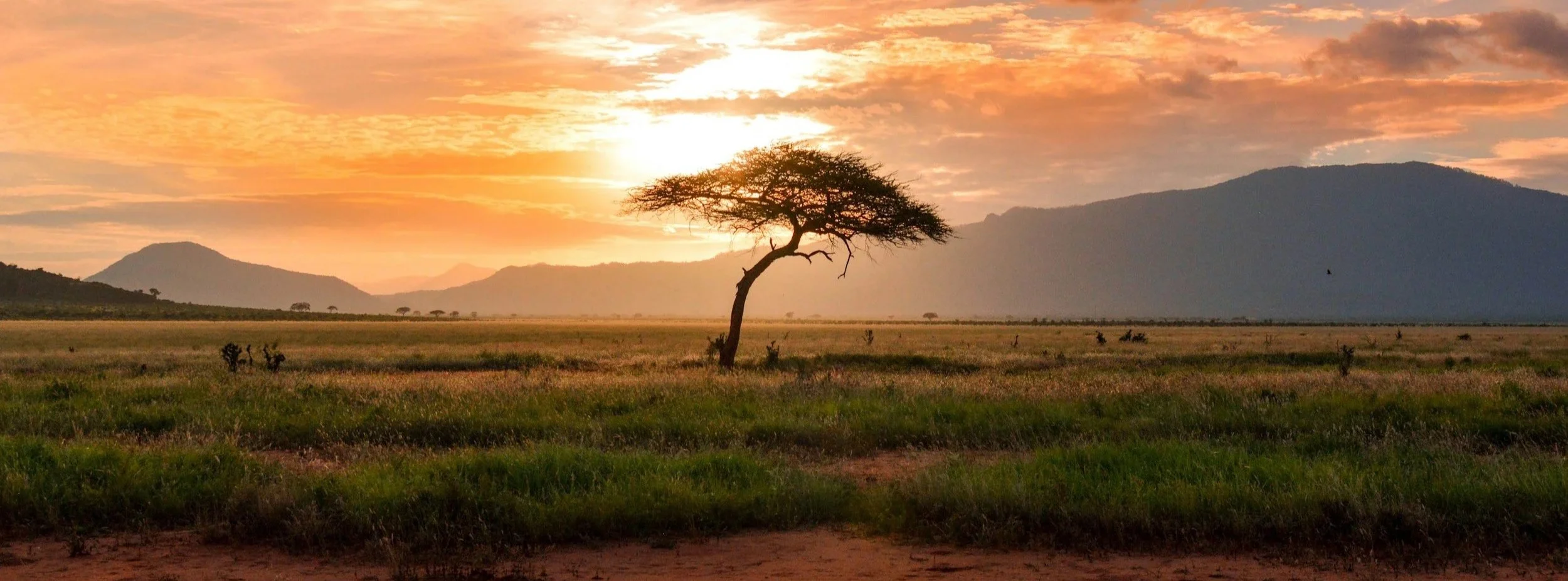 A solitary tree stands in an open grassland at sunset with mountains and a colorful sky in the background.