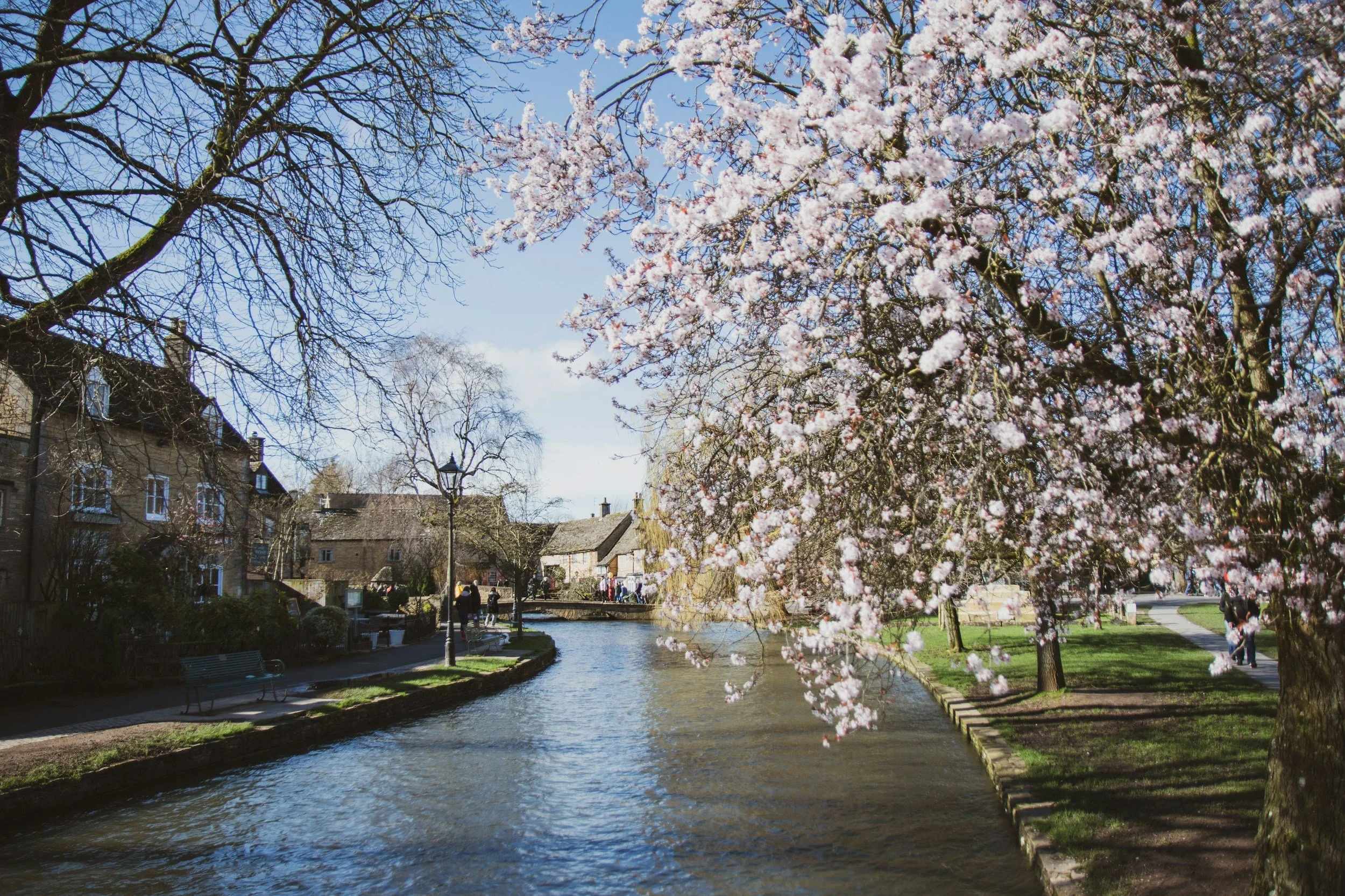 Cherry blossom trees along a river with buildings and people in the background on a bright sunny day.