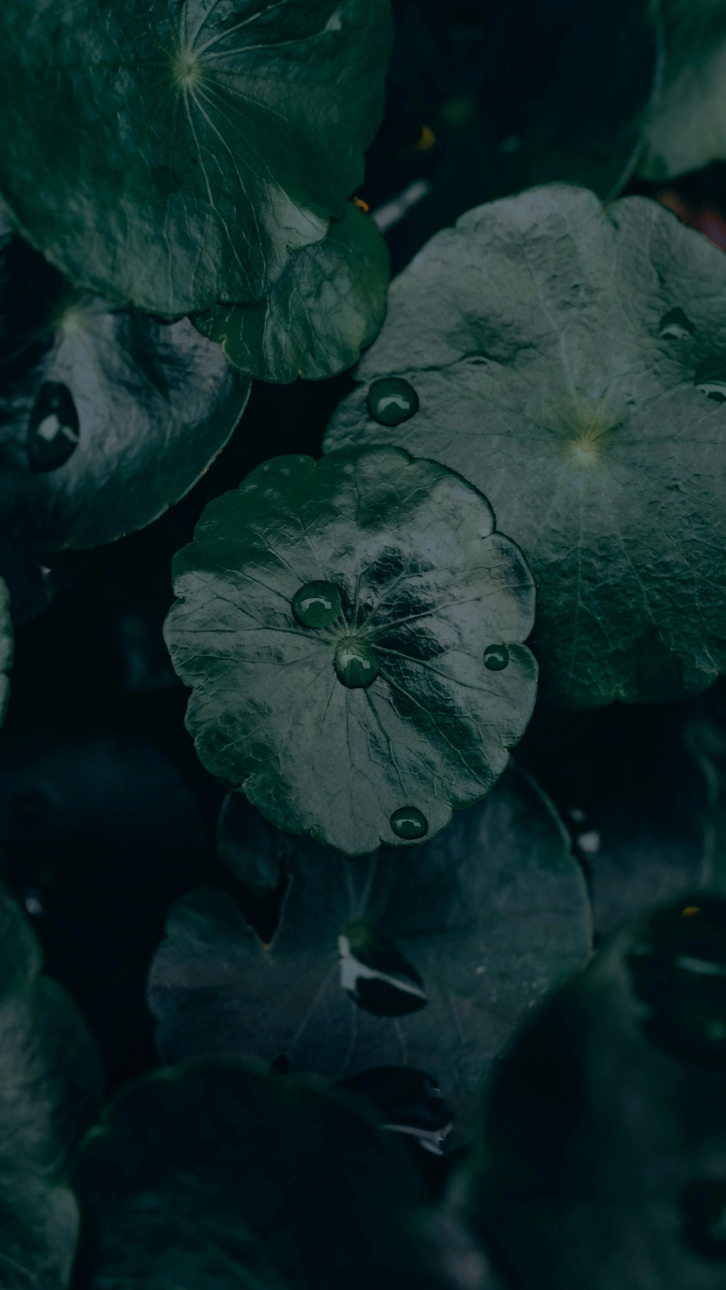Thalia+Portfolio+Image 11.jpg