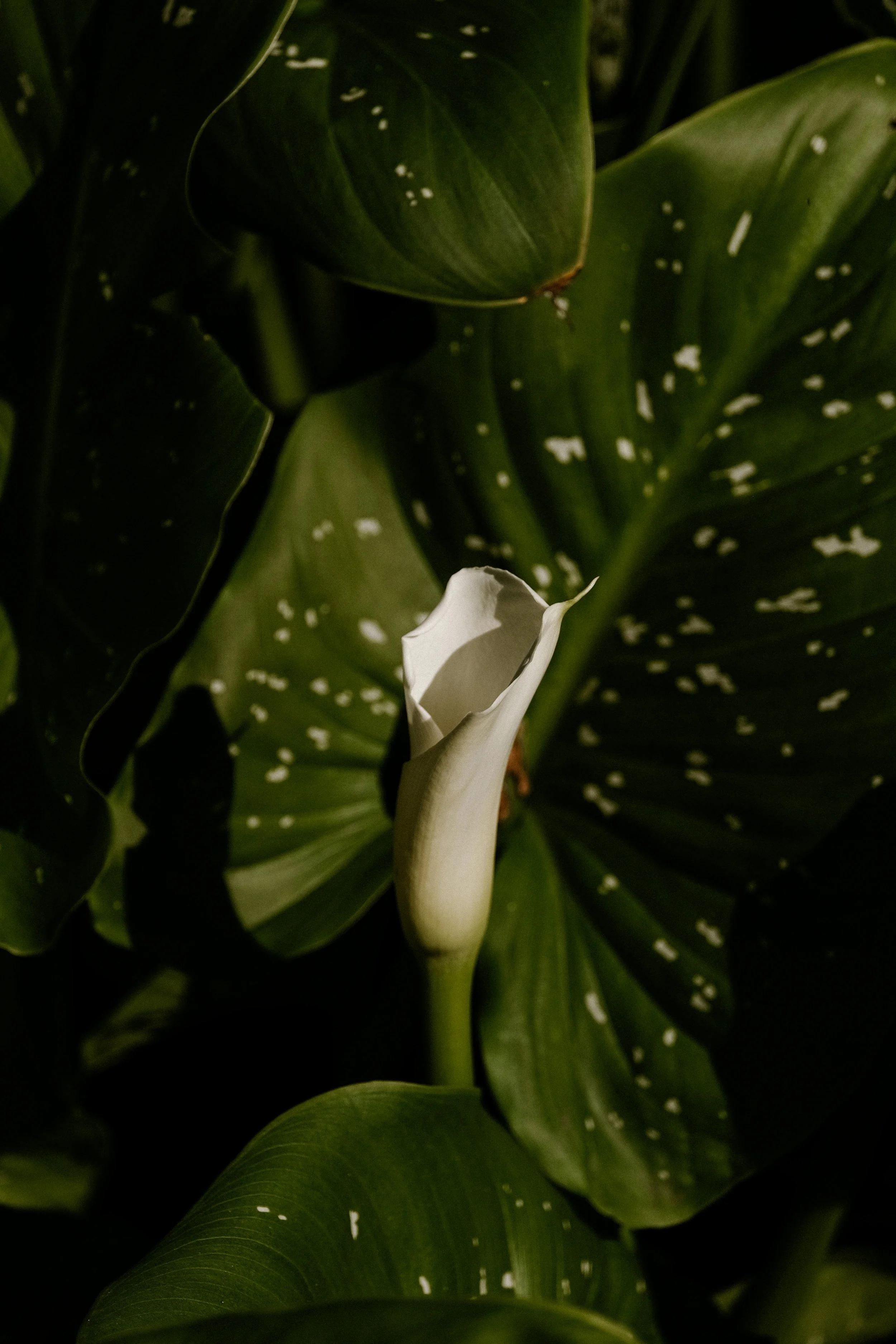 Thalia+Portfolio+Image 10.jpg