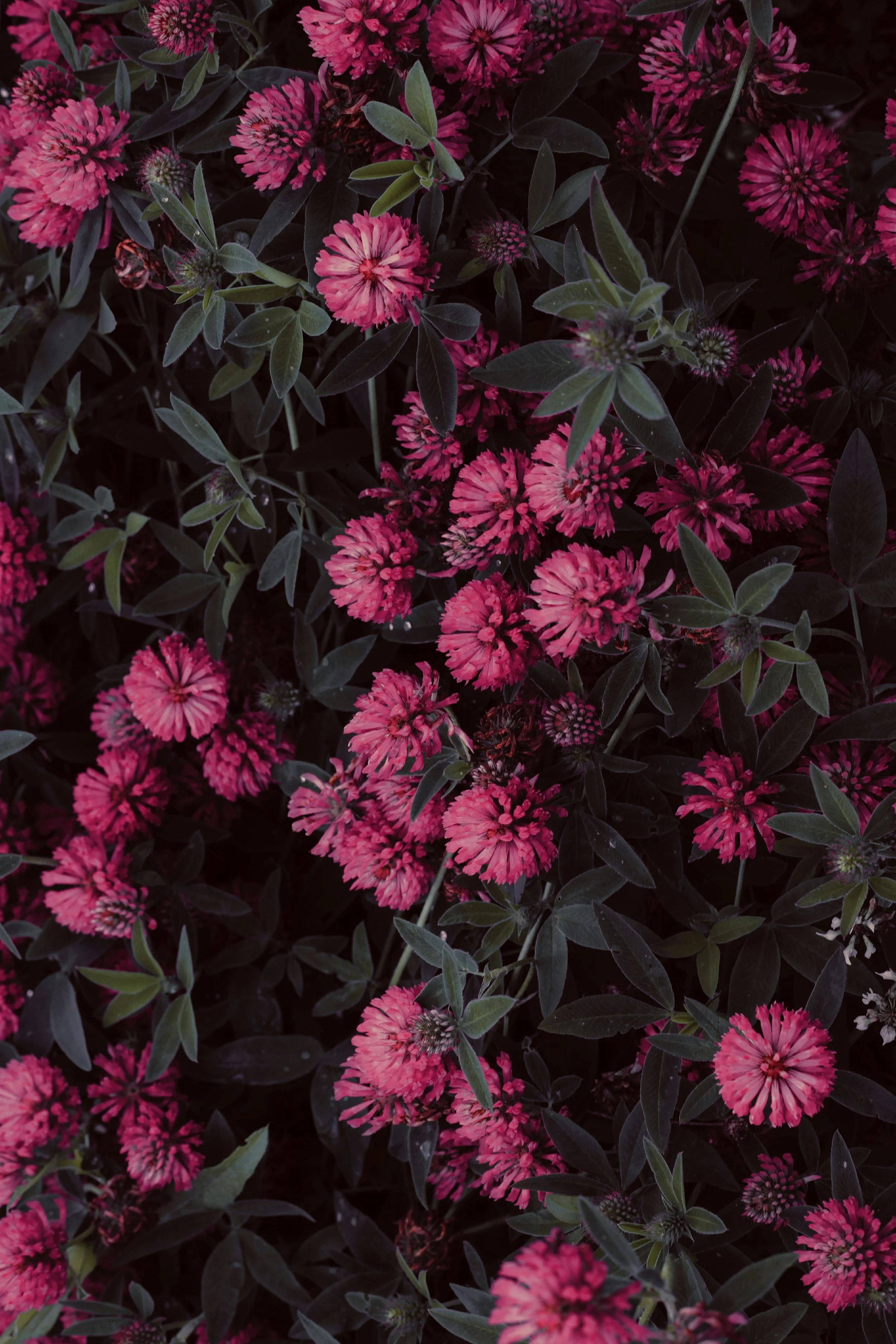 Thalia+Portfolio+Image 13.jpg