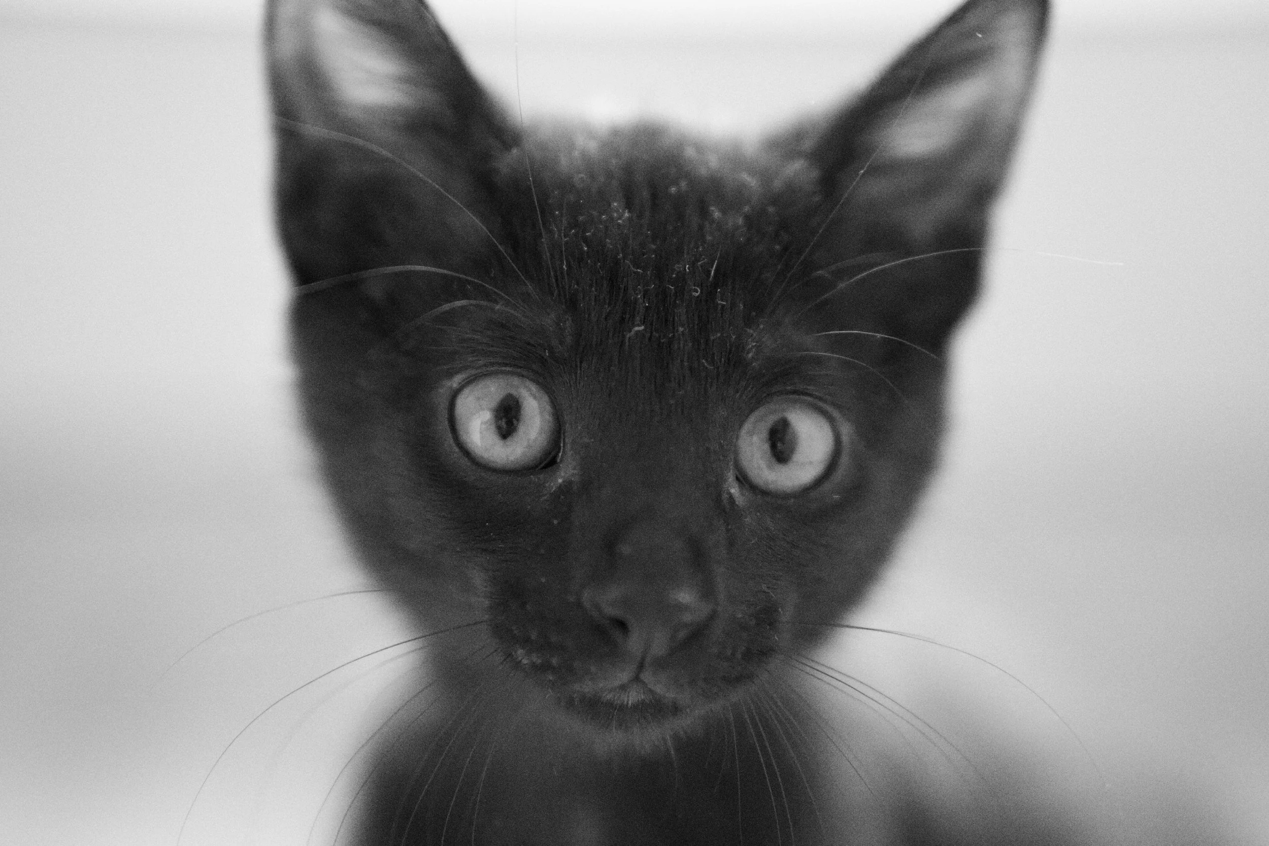 Spooky – June 2024