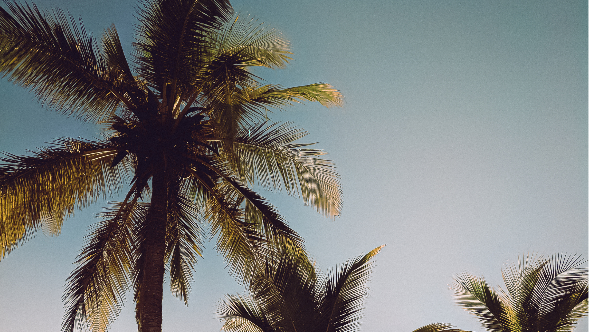 Tall palm trees with green fronds against a clear blue sky.