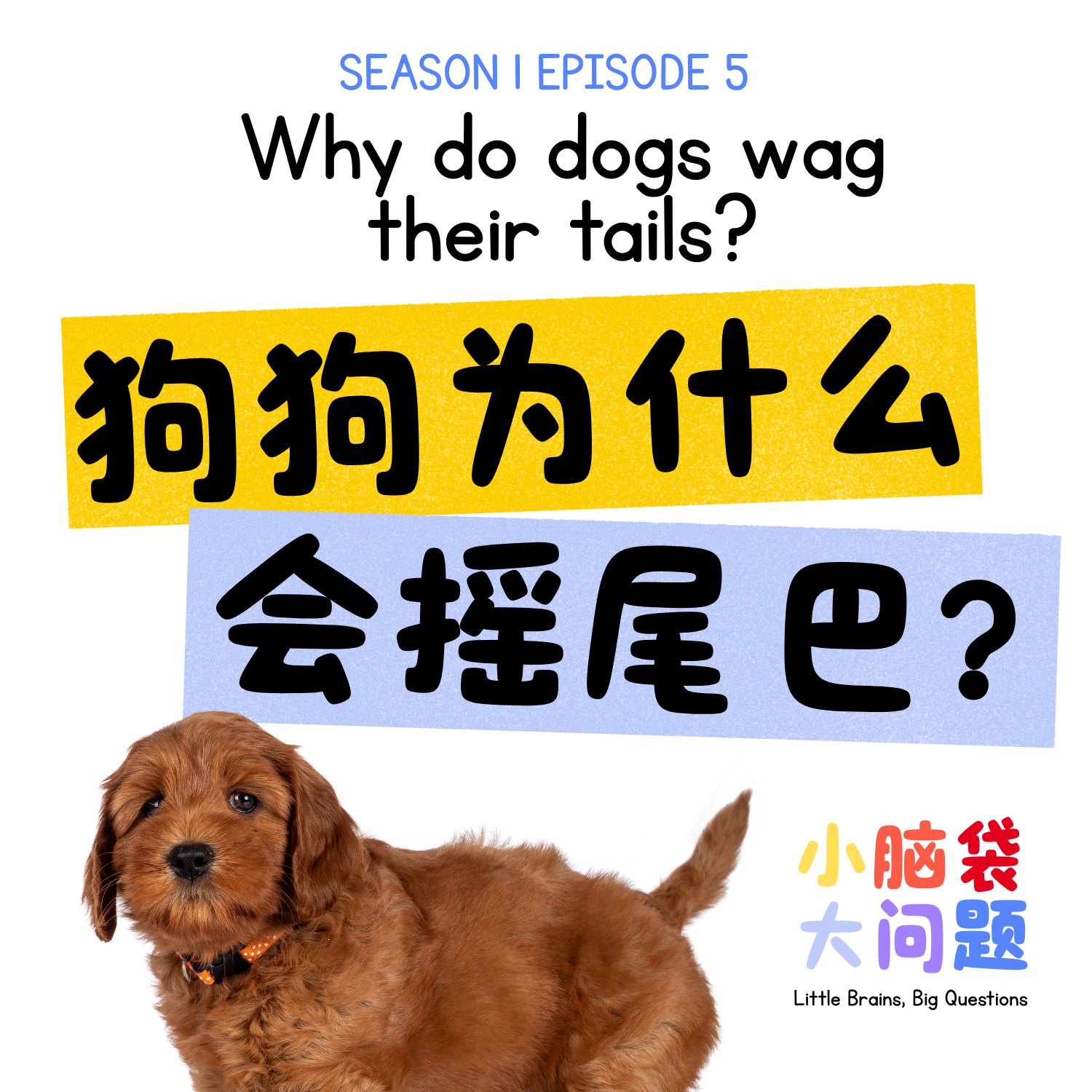 Episode 5: 狗狗为什么会摇尾巴？Why do dogs wag their tails?