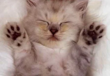 Cat Lady Countdown…
