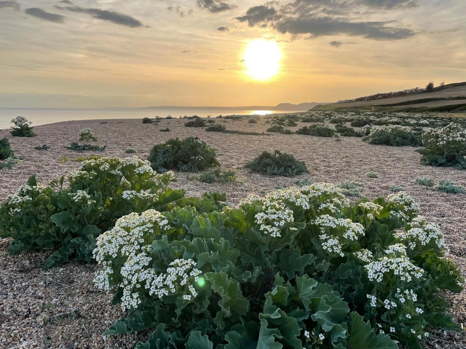 Flowers growing in a desert landscape with the ocean and cliffs in the background during sunset.