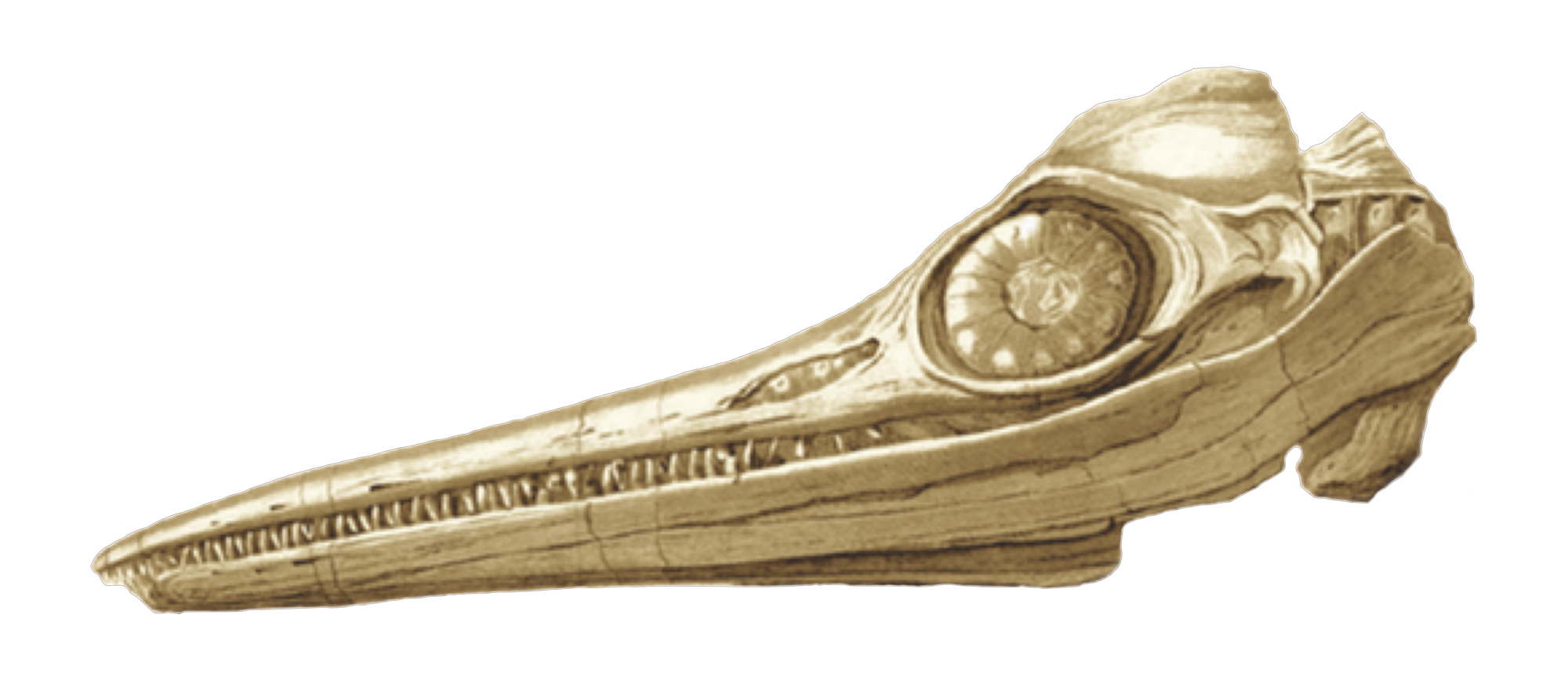 Illustration of a dinosaur skull, showing detailed features of the skull and eye socket.