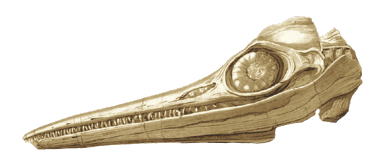 Jawbone Collective