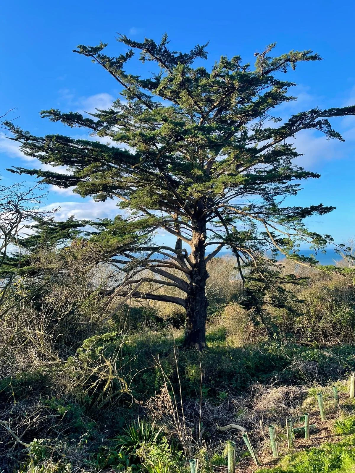 A tall tree with a thick trunk and green foliage stands against a bright blue sky with a few clouds. There are smaller trees, bushes, and grass around its base, with some cacti in the foreground, and the ocean can be seen in the background.